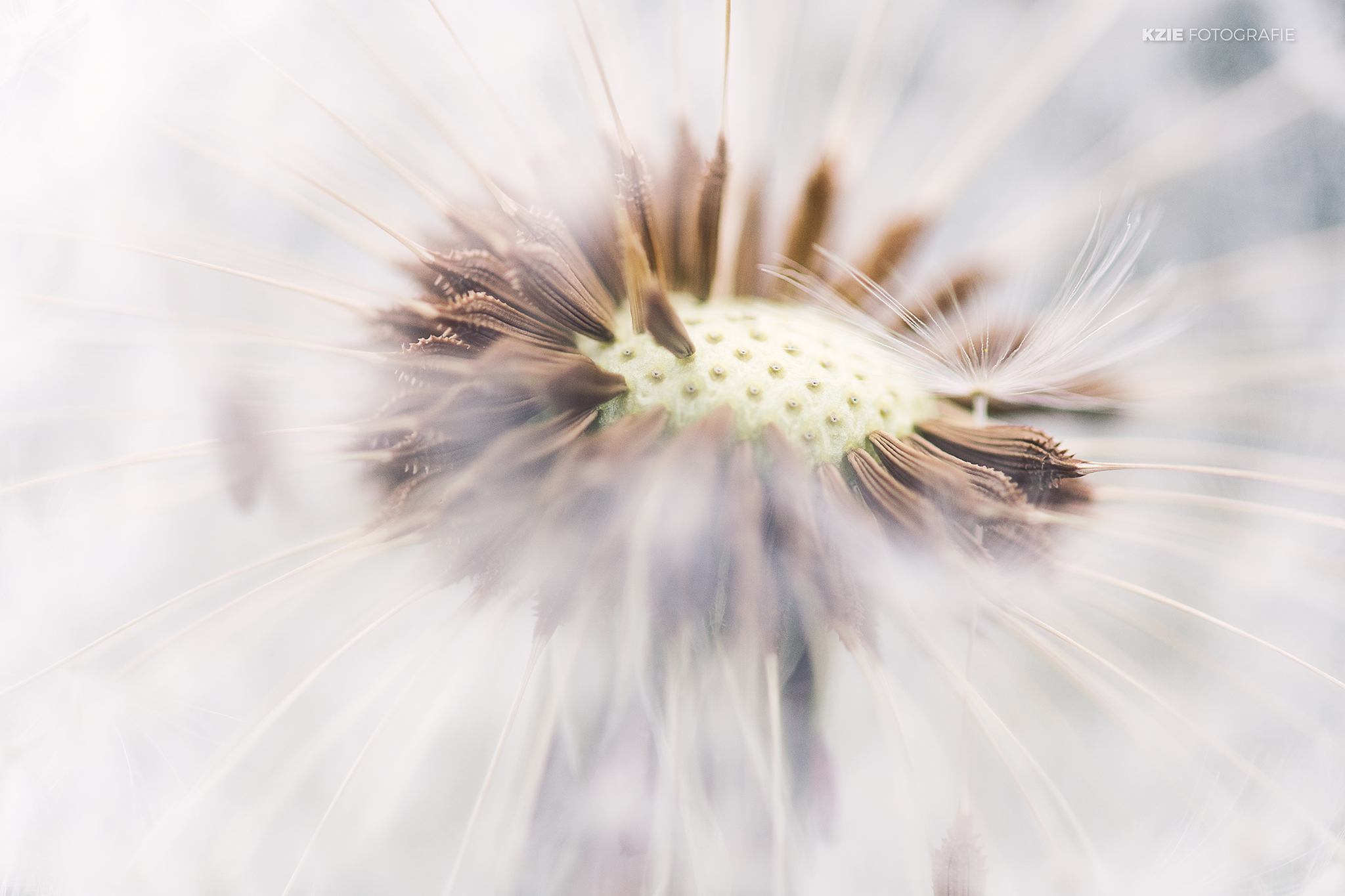dandelion-2