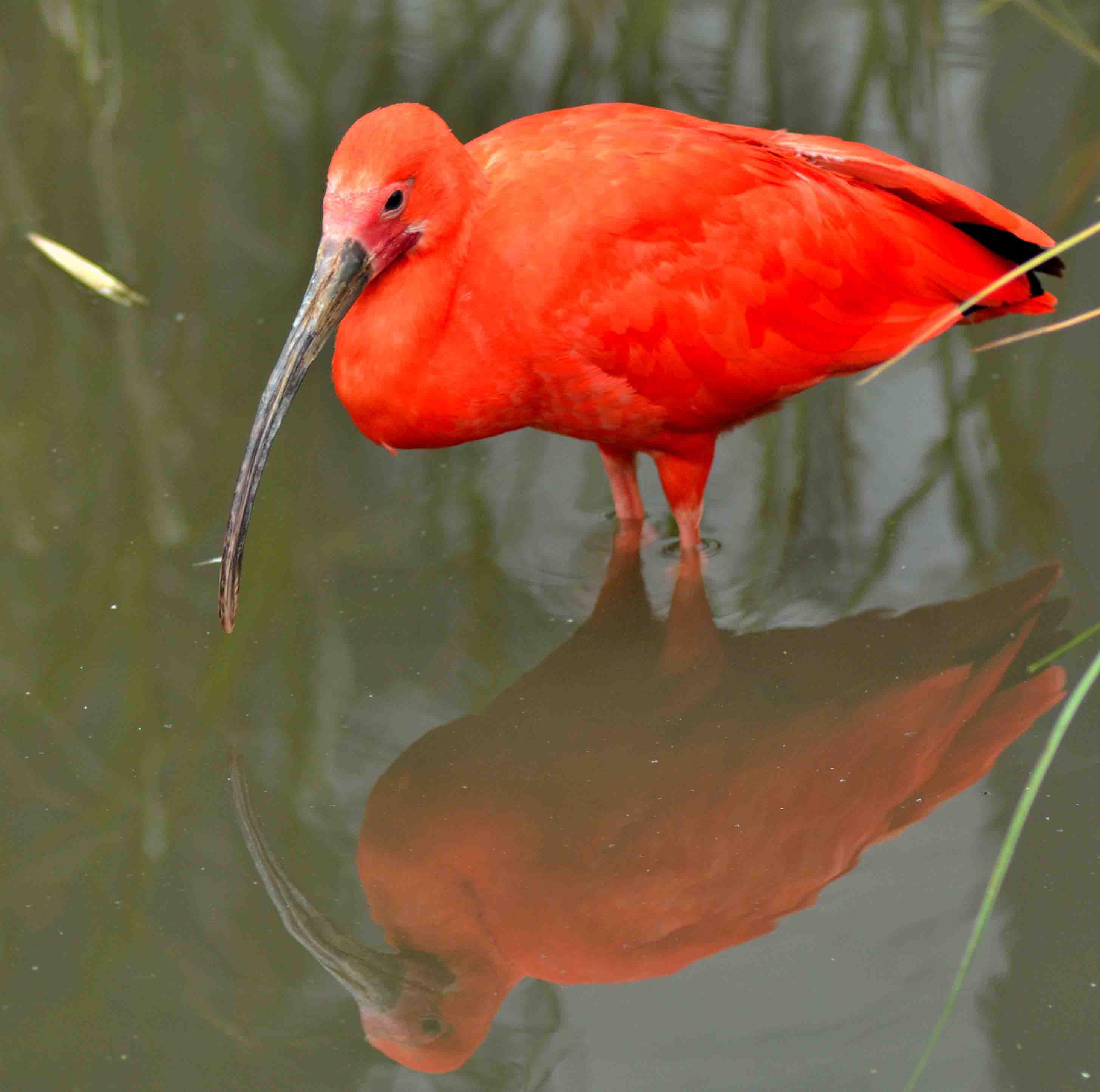 spiegelbeeld-vertel-eens