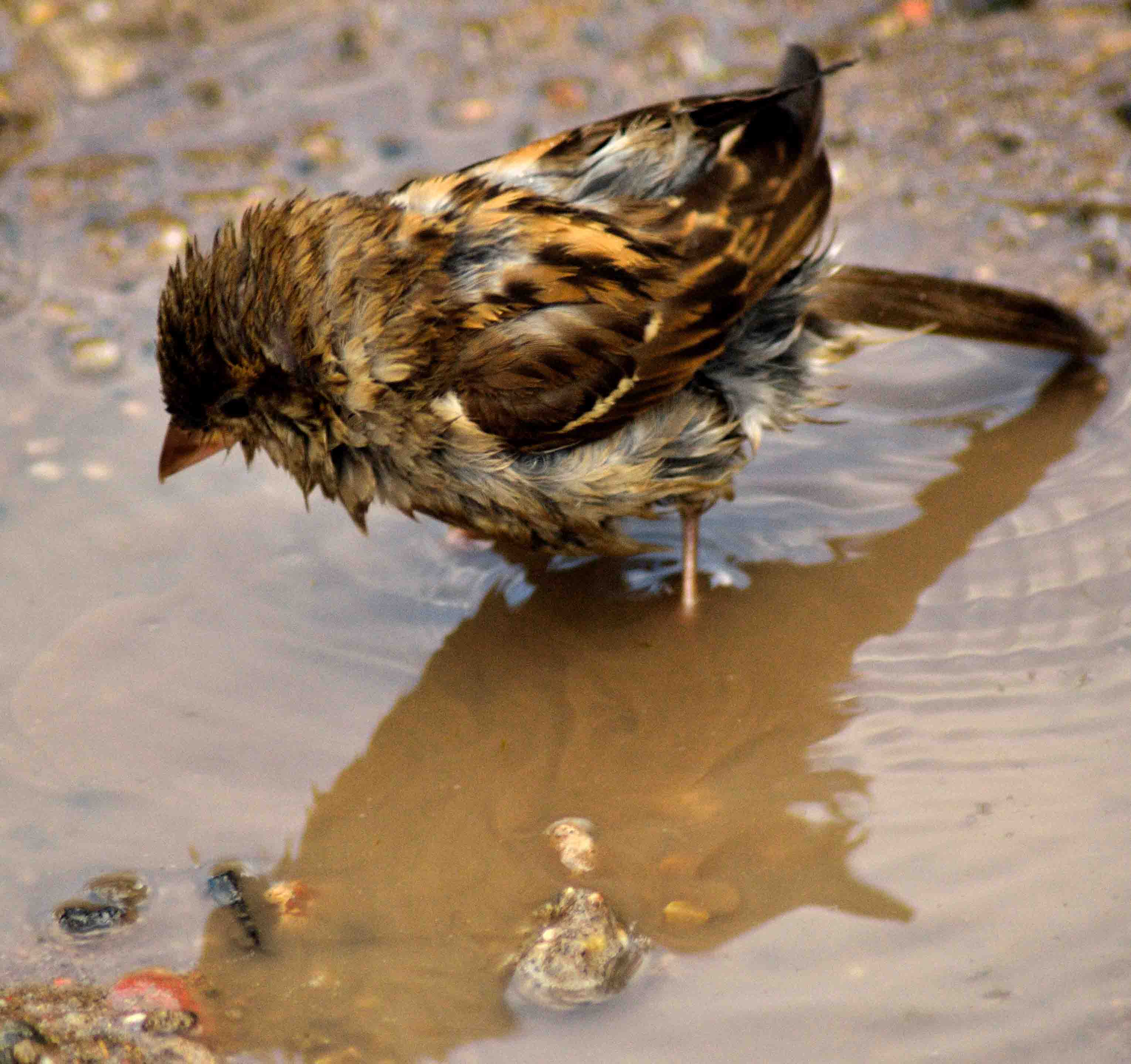 ja-ik-ben-wel-heel-mooi