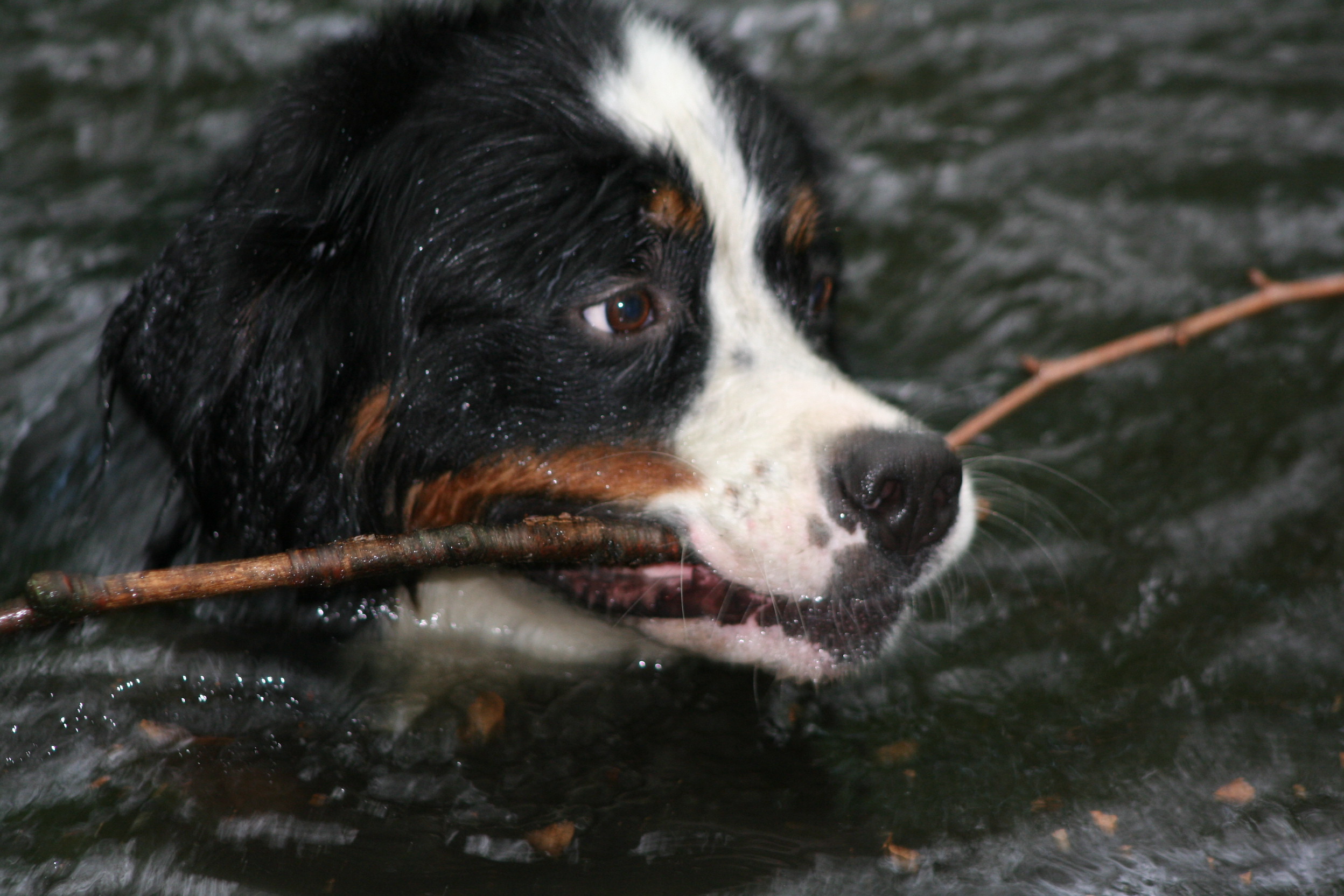 duc-mijn-berner-sennen-te-water