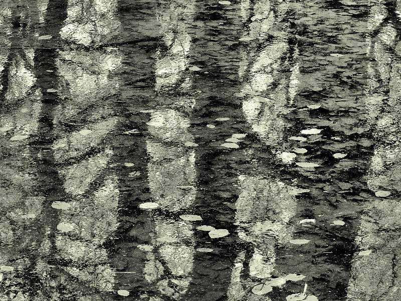 door-de-bomen-het-bos