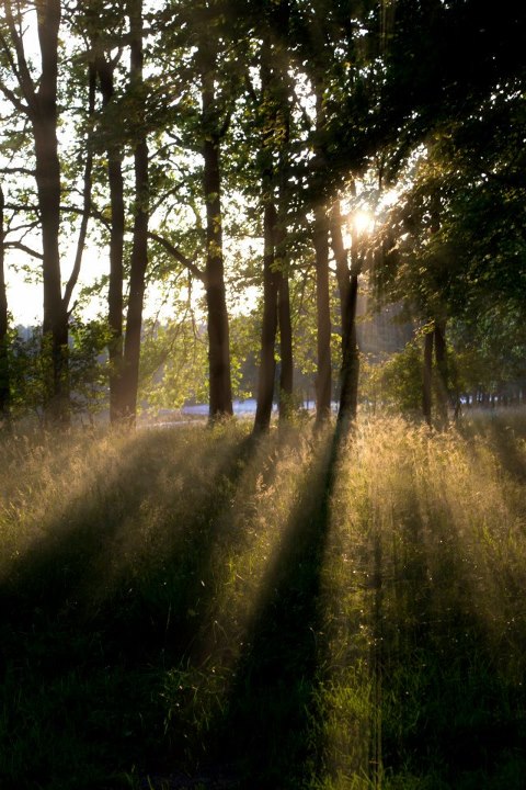 sunset-in-the-forest