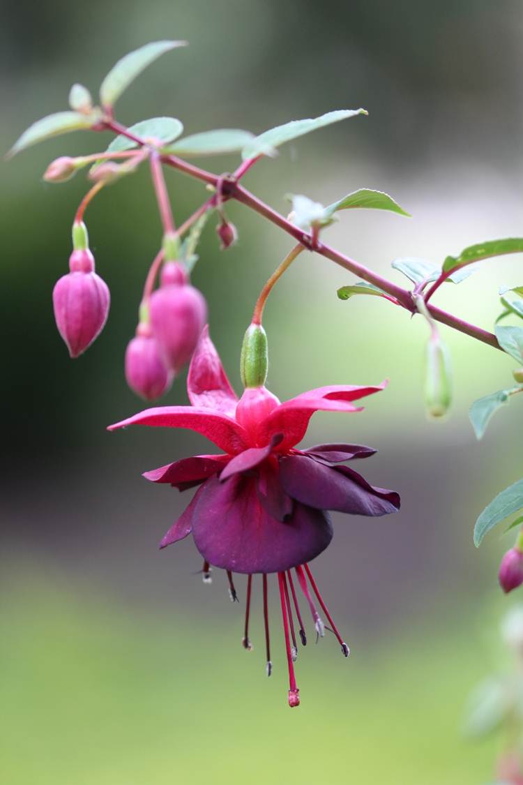 fabulous-fuchsia