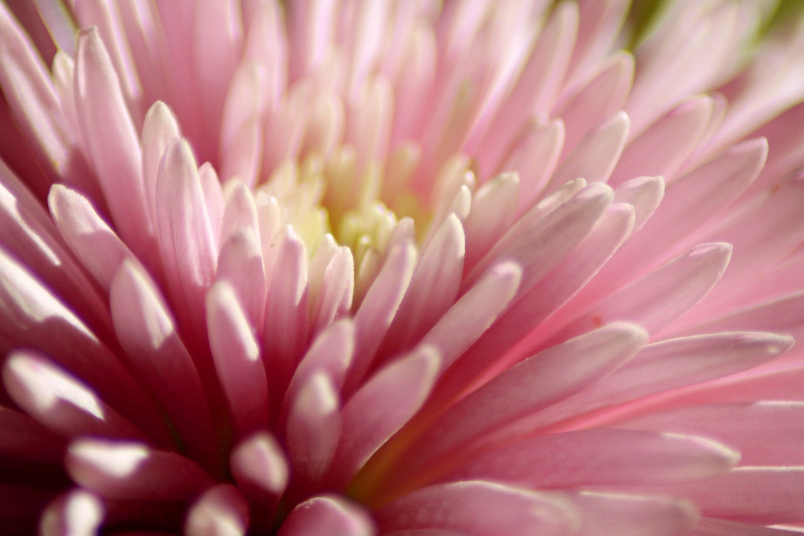 chrysant-2