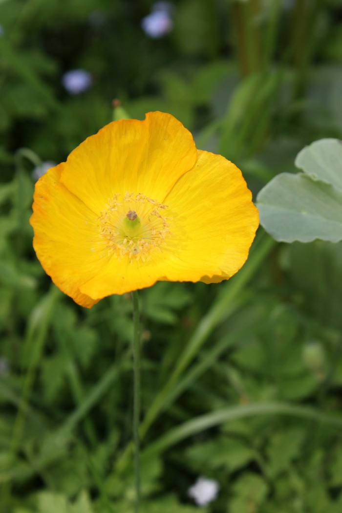 papaver-8