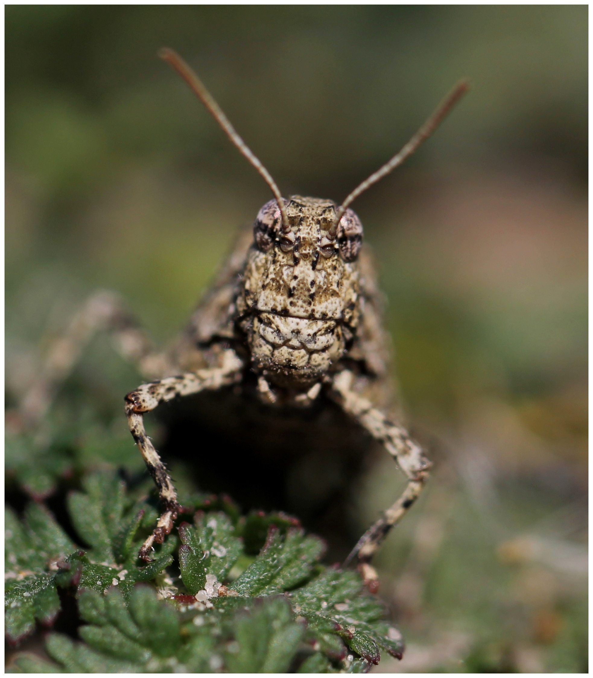blauwvleugelsprinkhaan