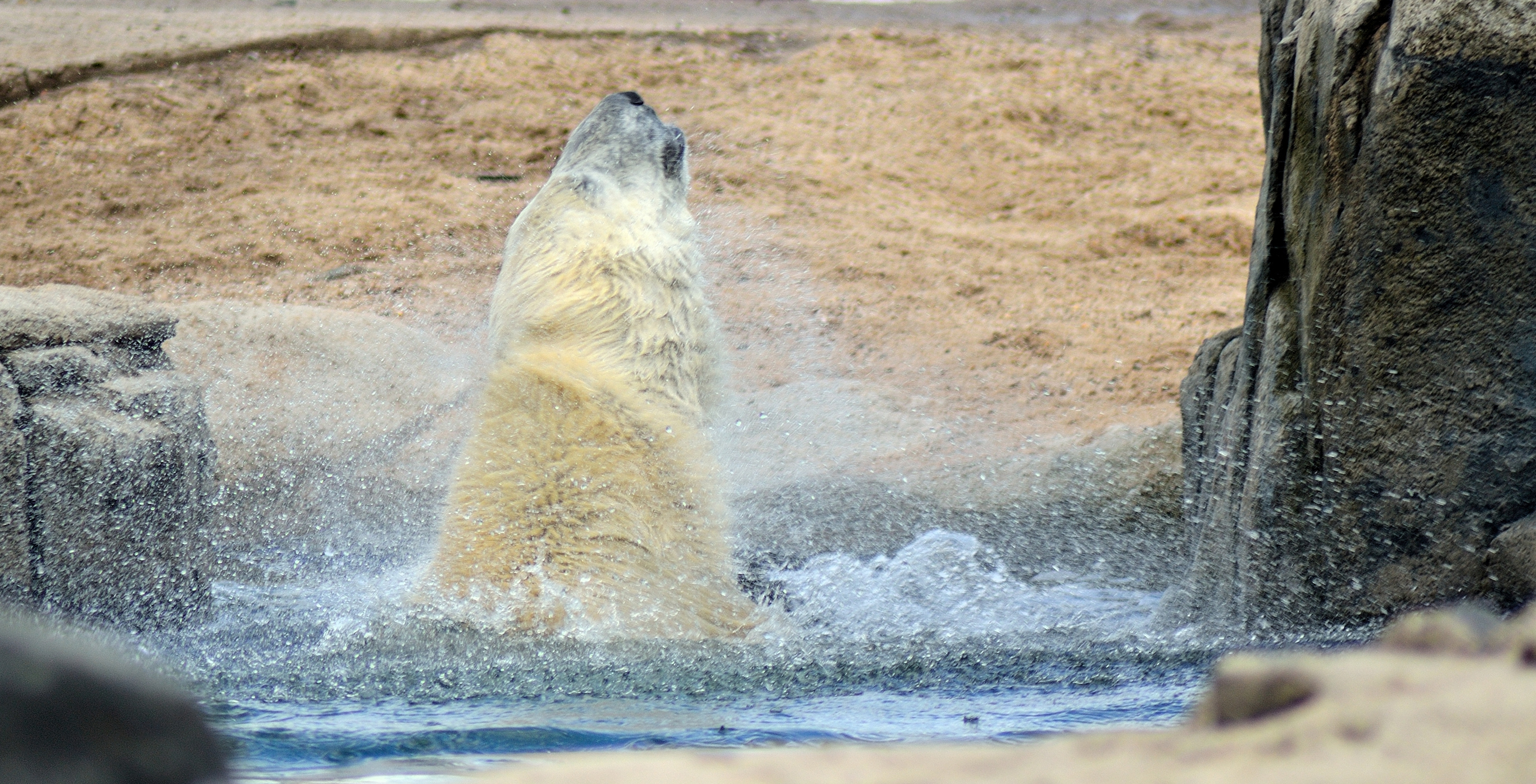 verkoeling-in-de-zoo