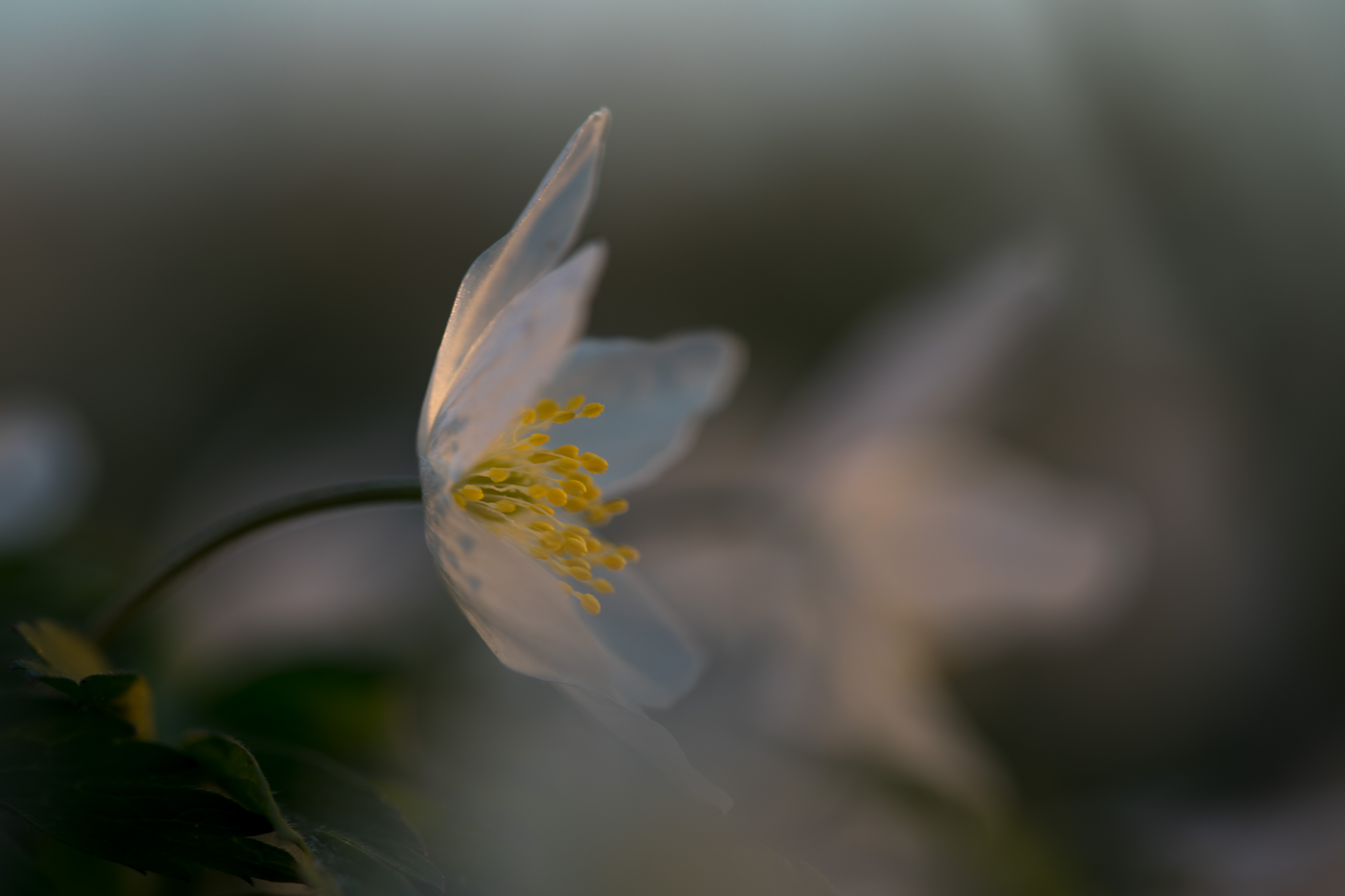 bosanemoon-in-het-avondlicht