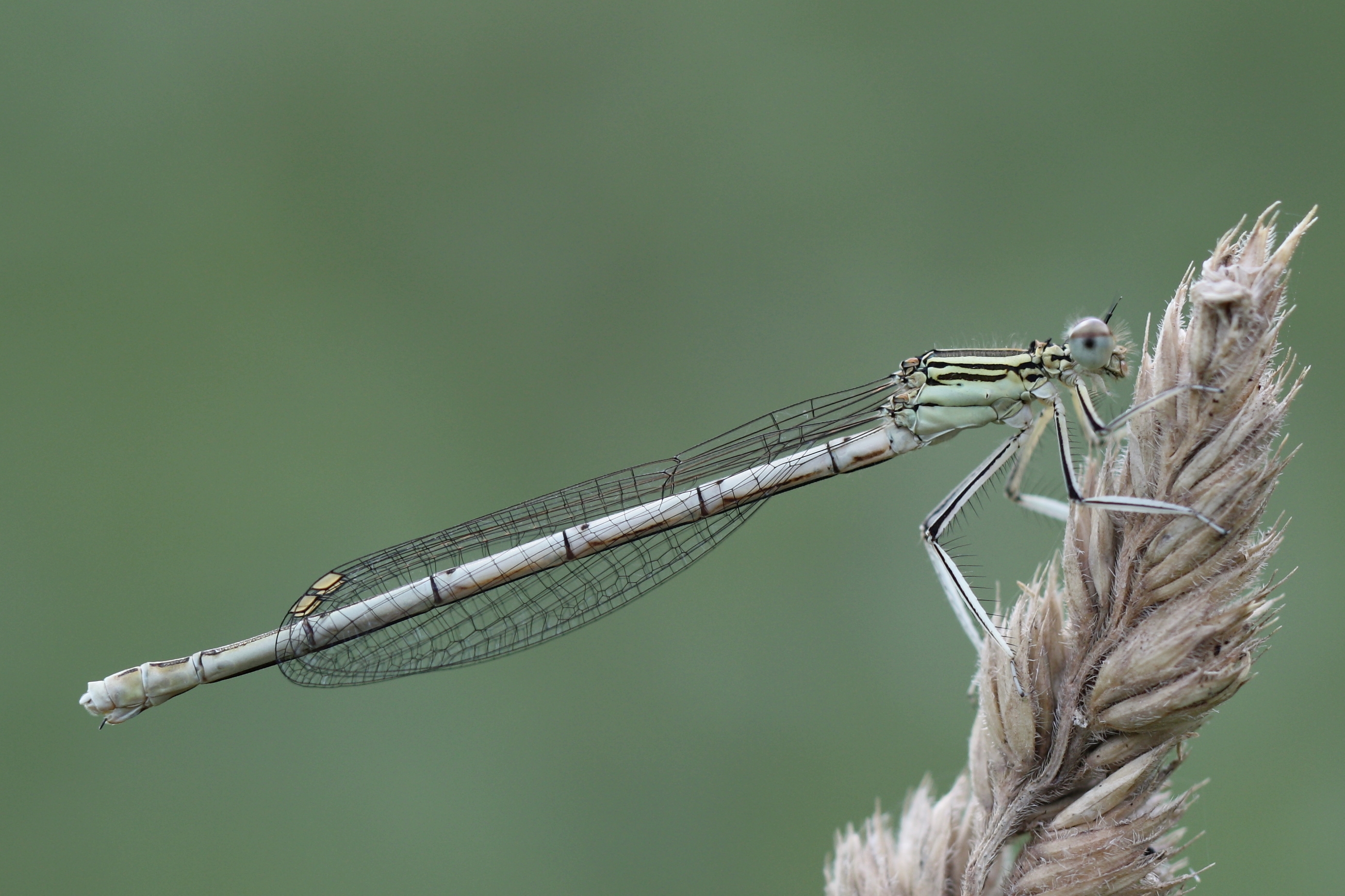 blauwe-breedscheenjuffer