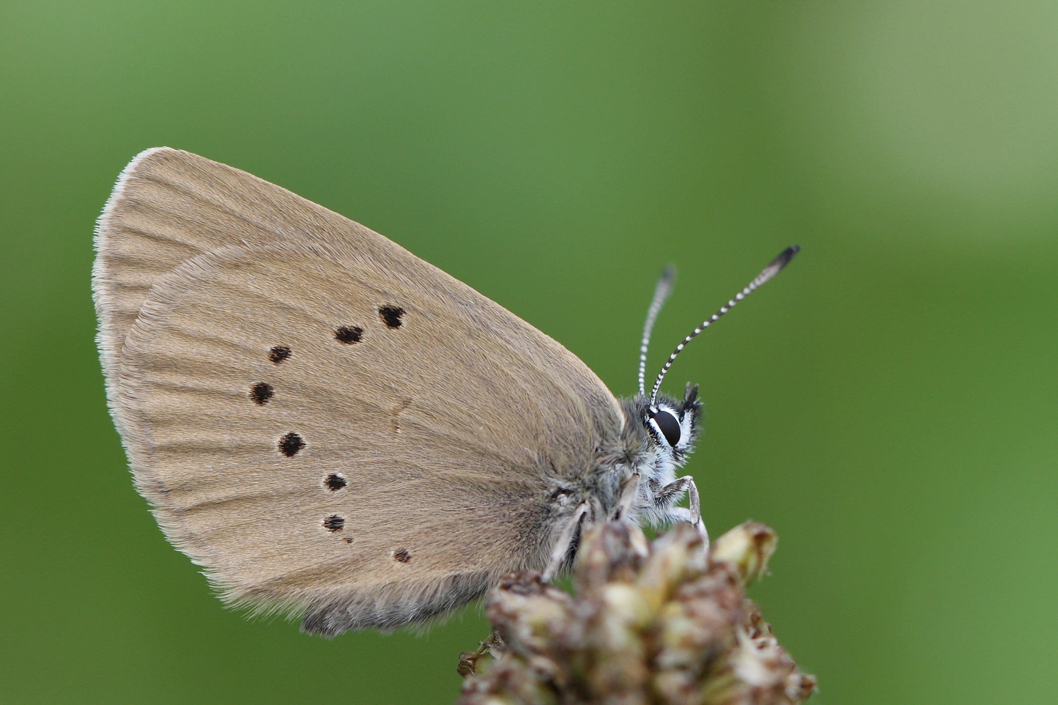 donker-pimpernelblauwtje