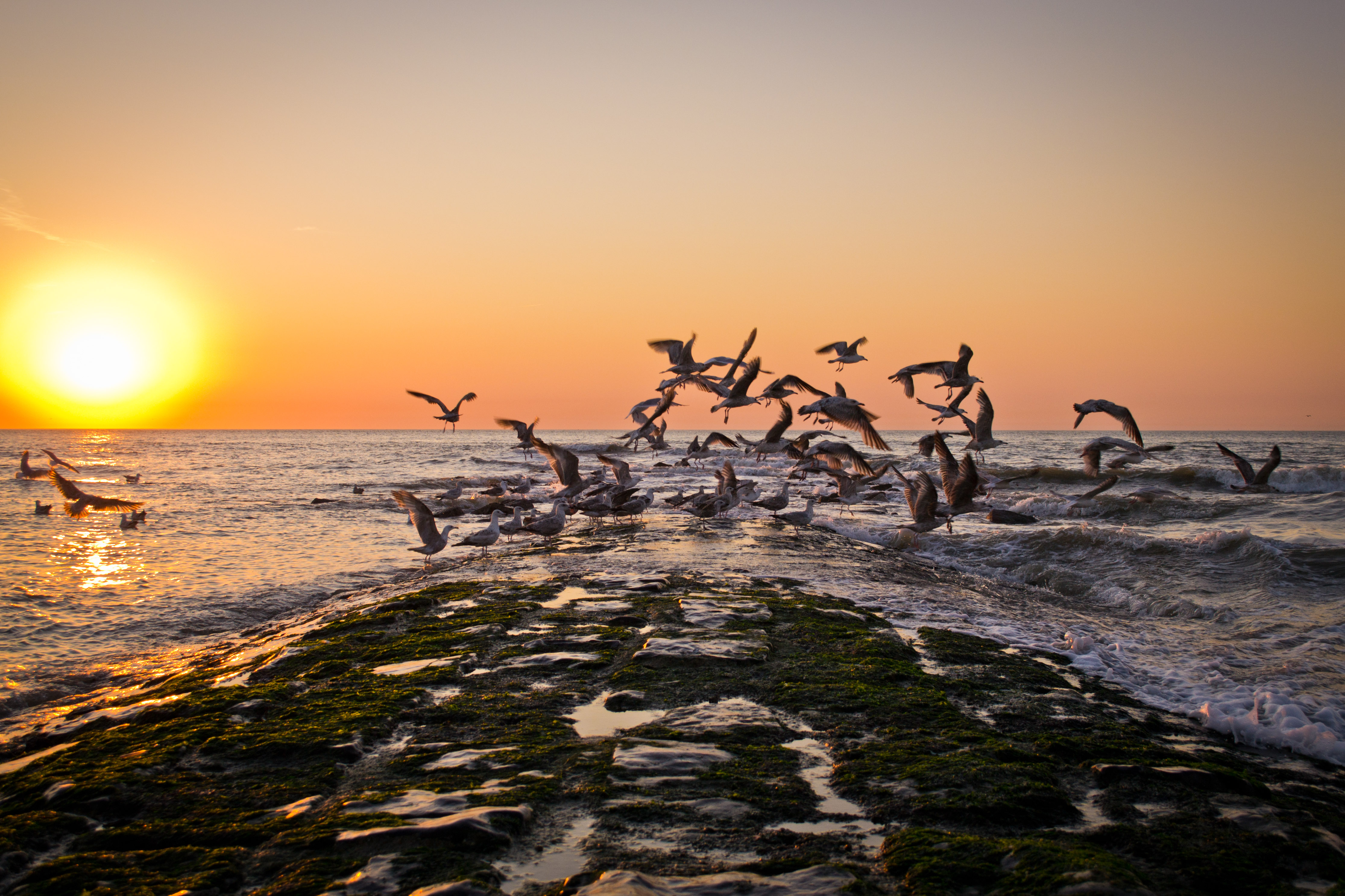 sunset-sea-gulls