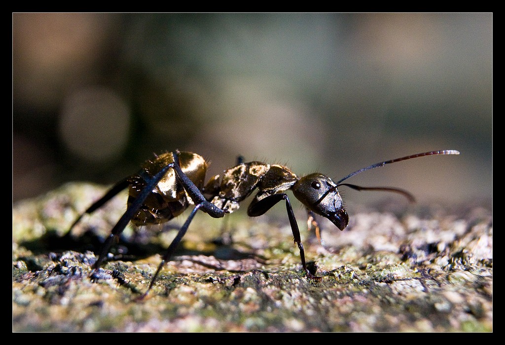 golden-ant