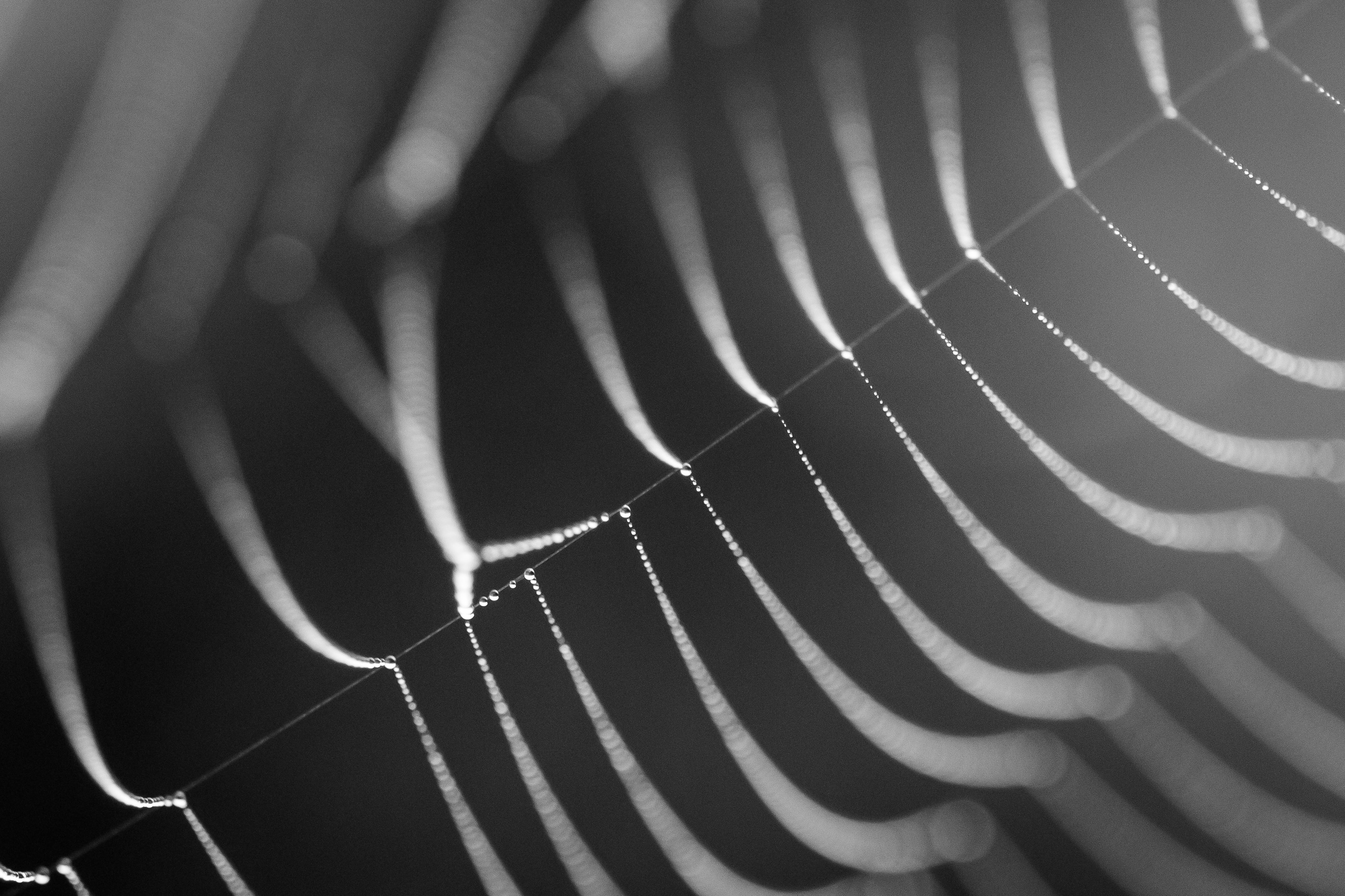 druppels-in-spinneweb