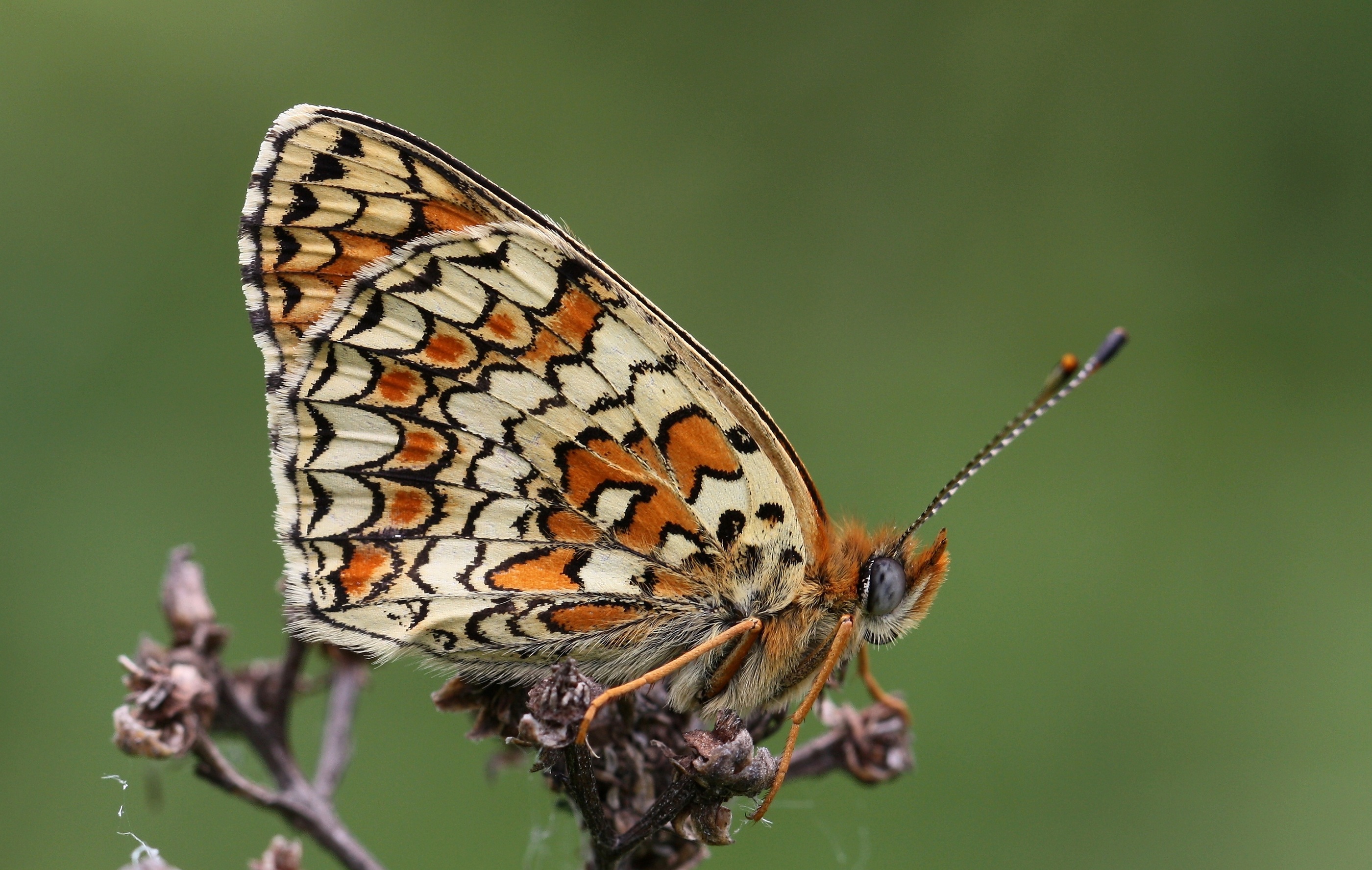 knoopkruidparelmoervlinder