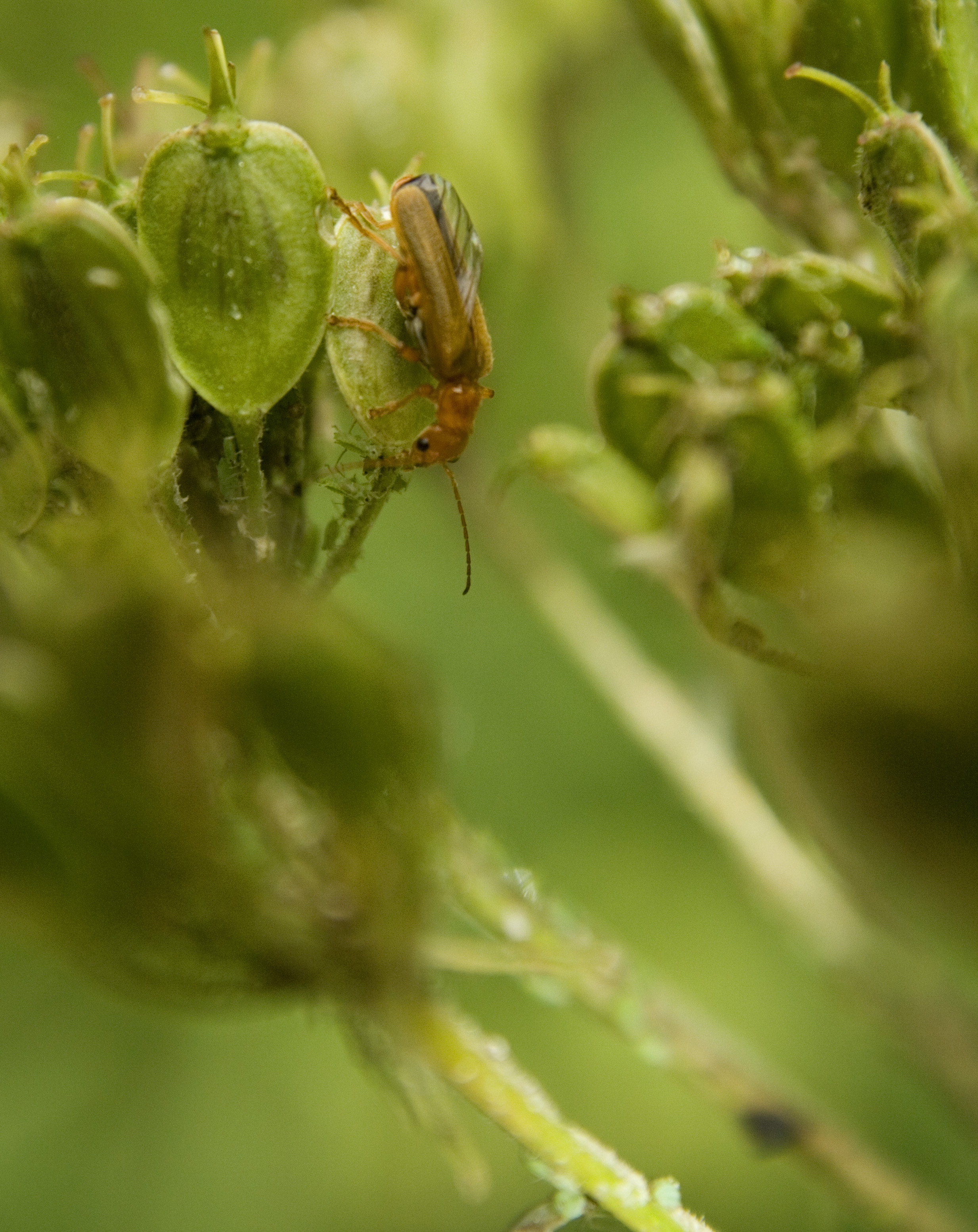 op-jacht-naar-bladluisen