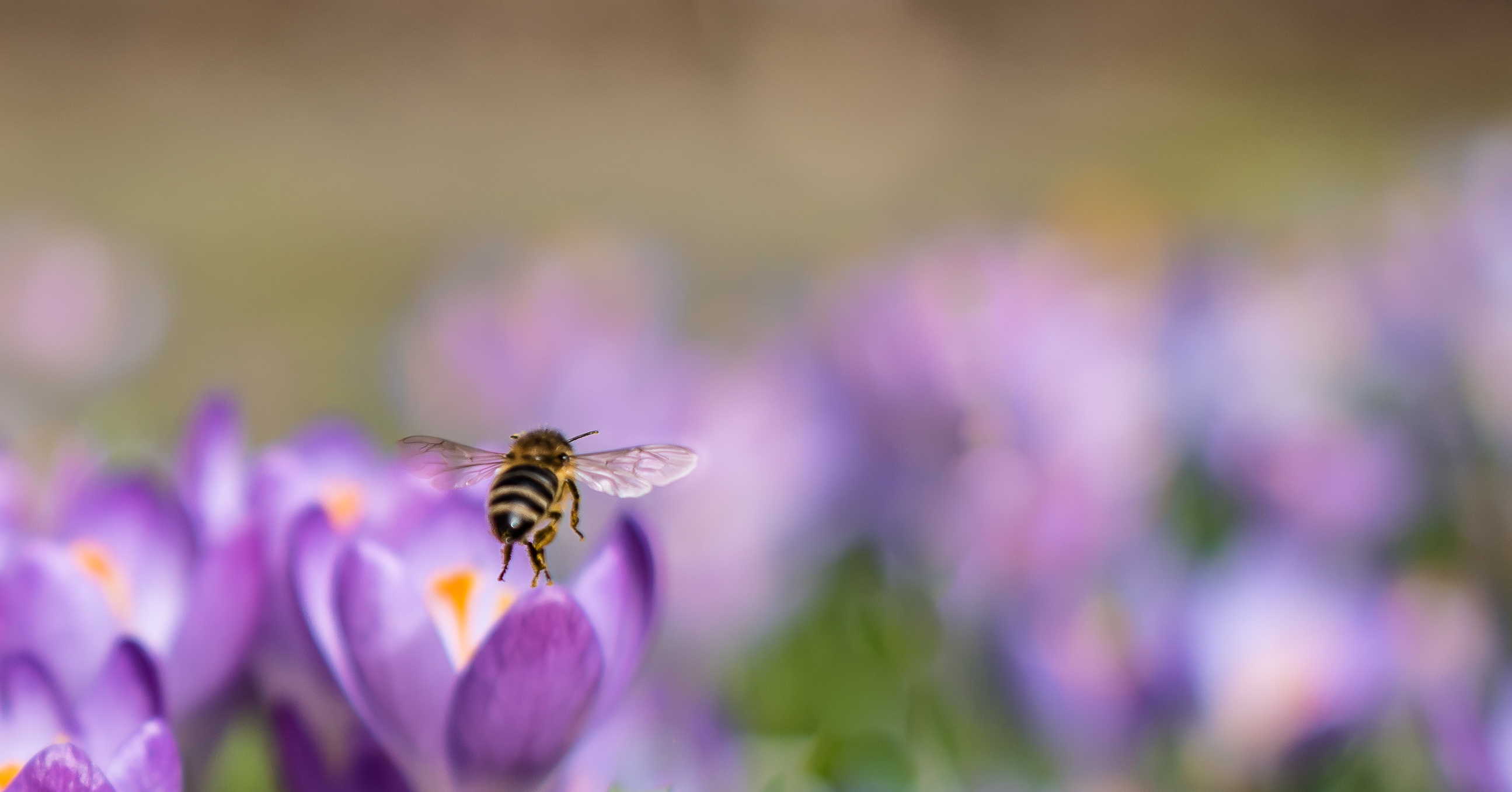 heerlijk-lentegevoel-1