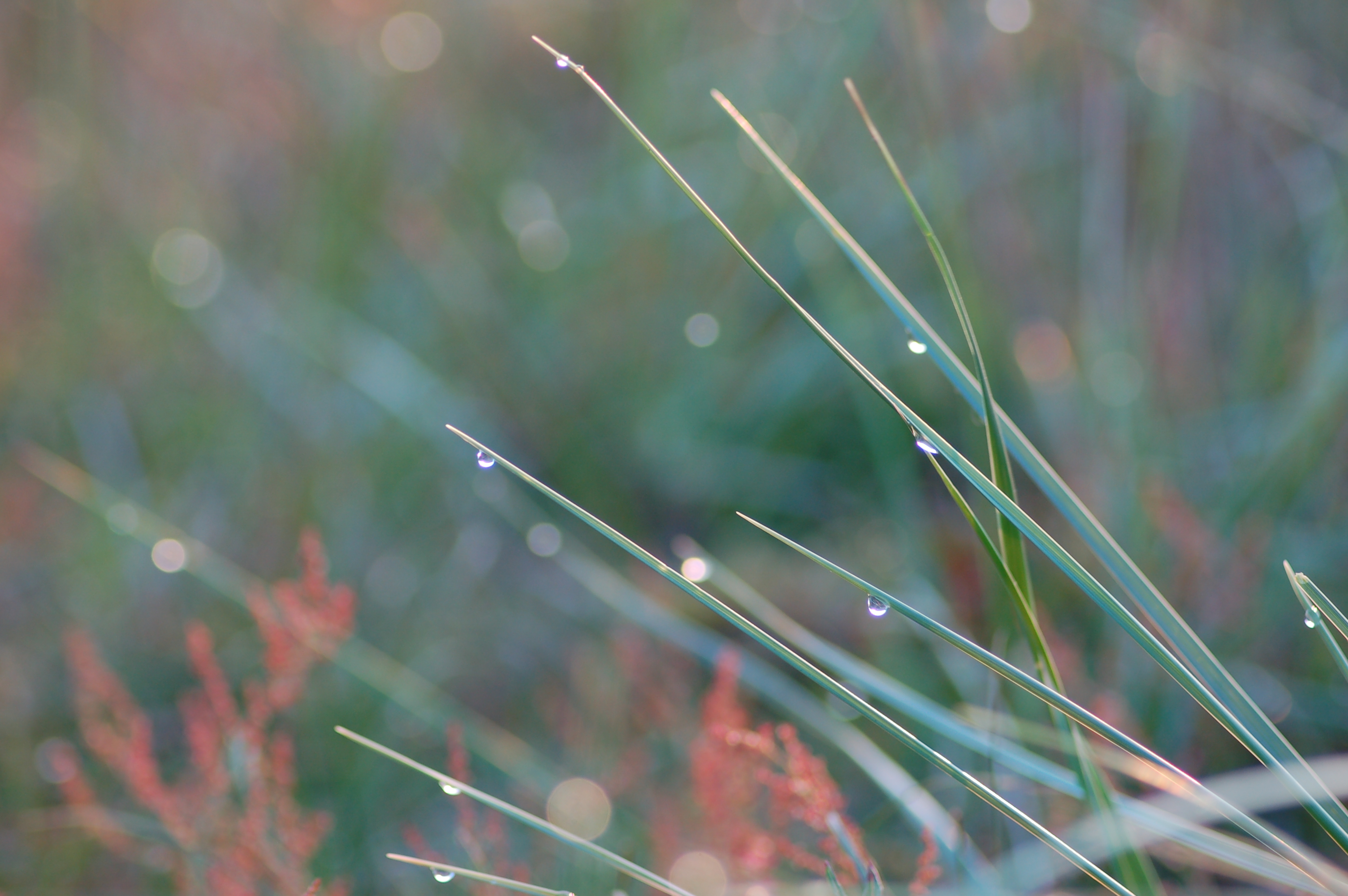 zachtheid-van-de-ochtend