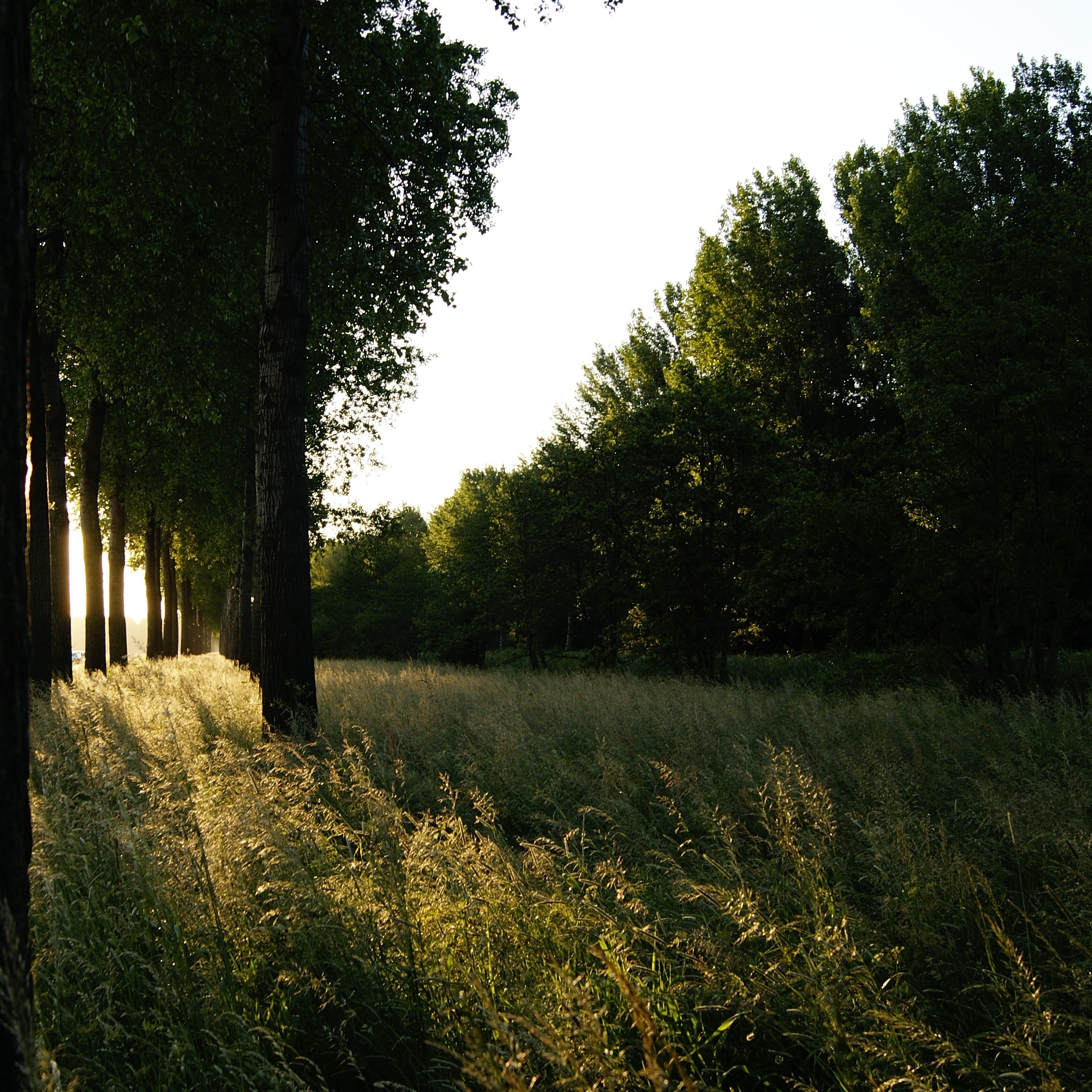 meervoudige-herhalingen