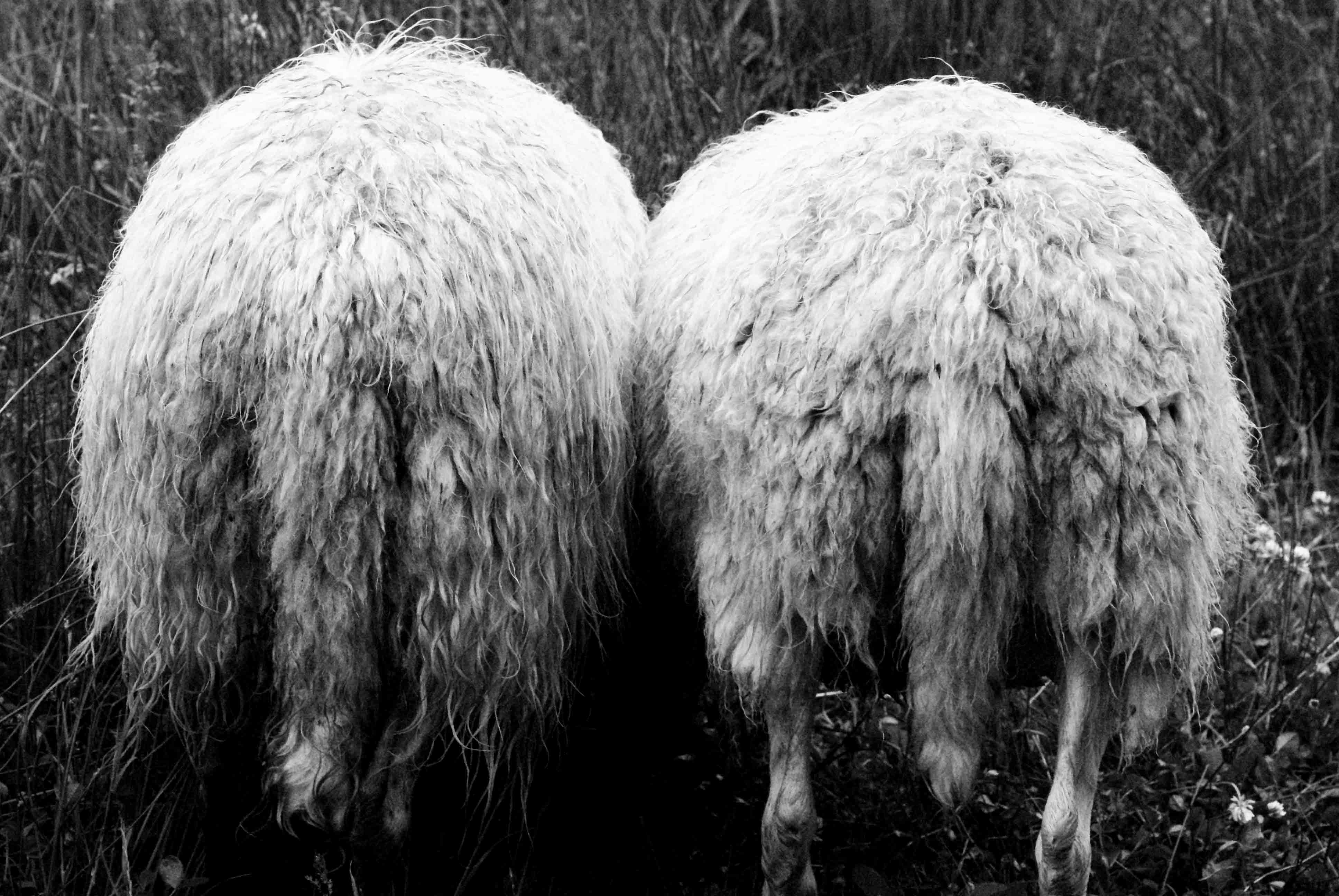 schouder-aan-schouder