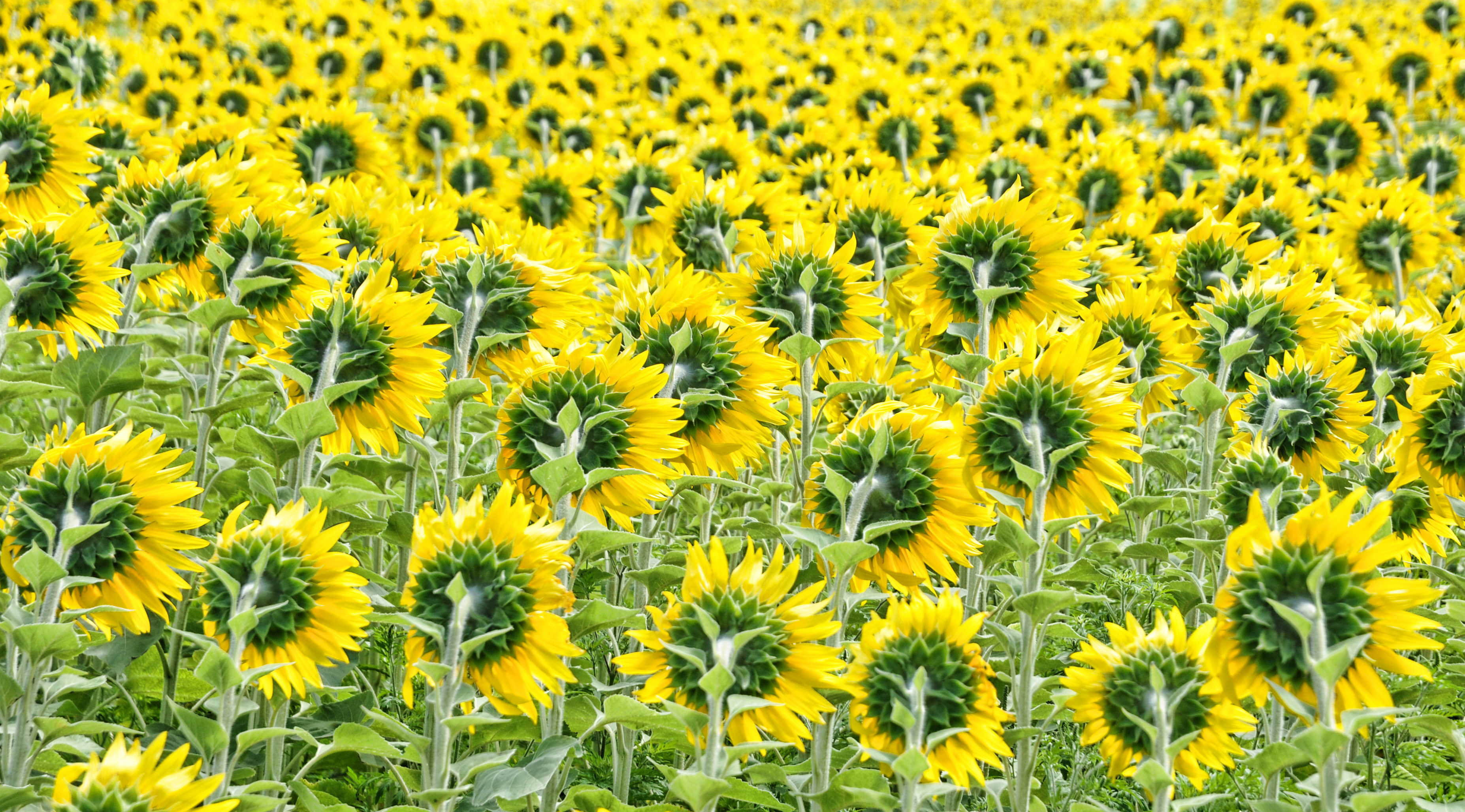 sunflowers-1