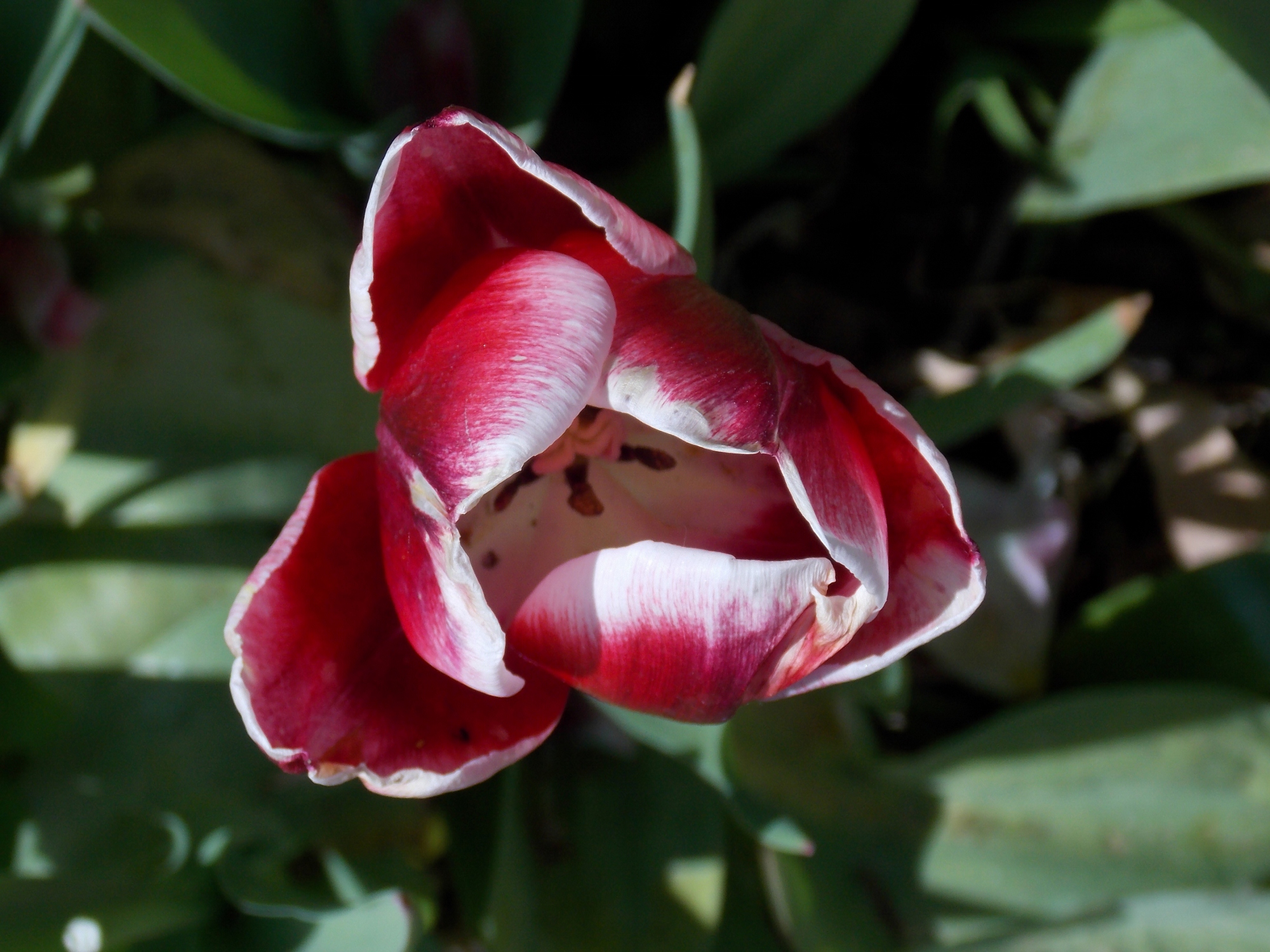 tulp-22