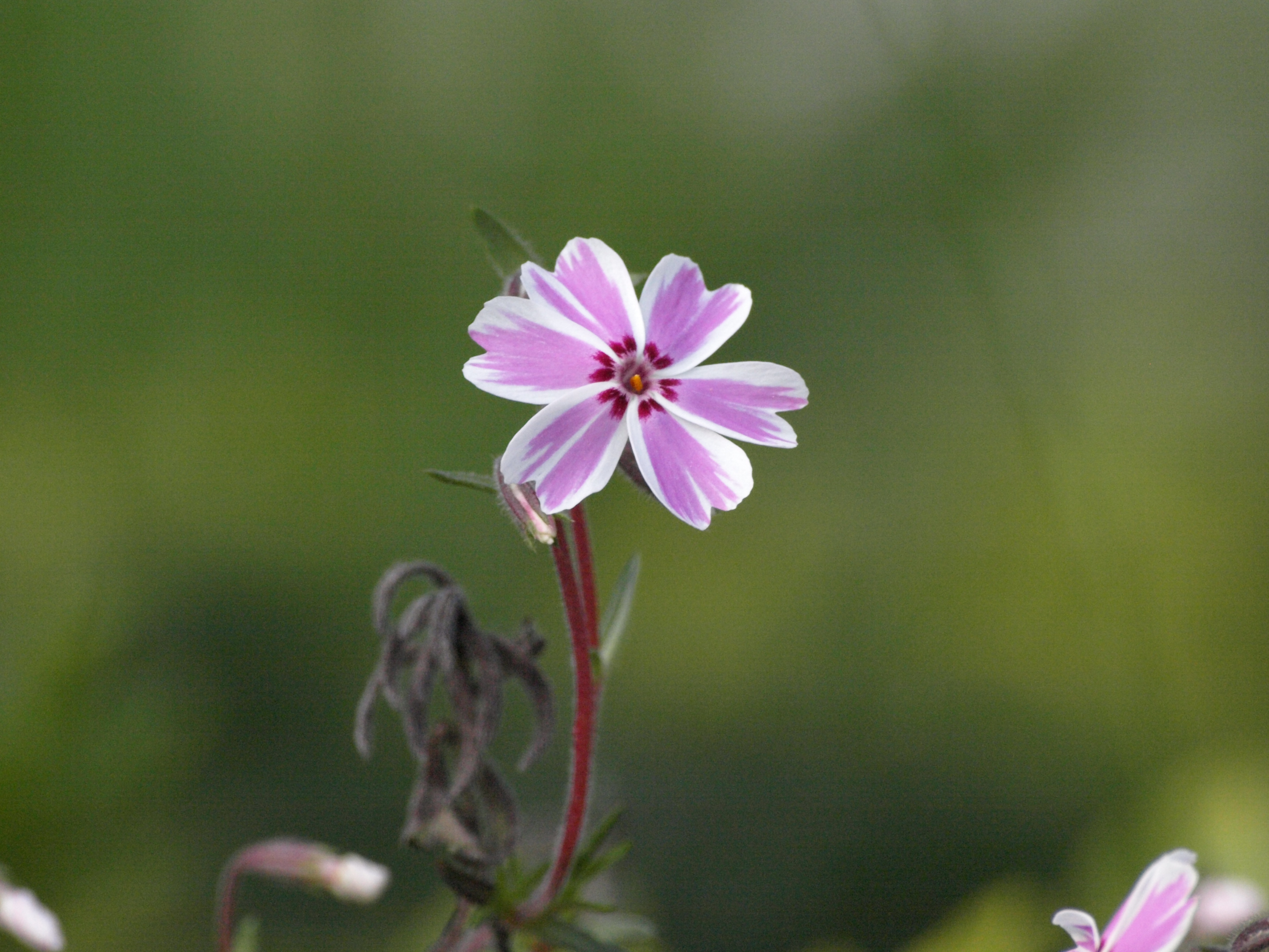 lief-bloemetje