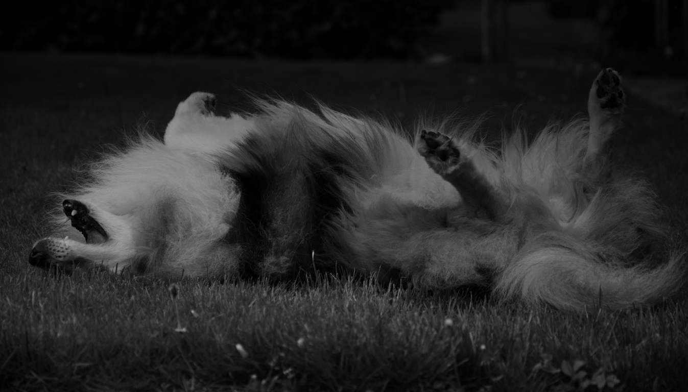 rollen-door-het-gras