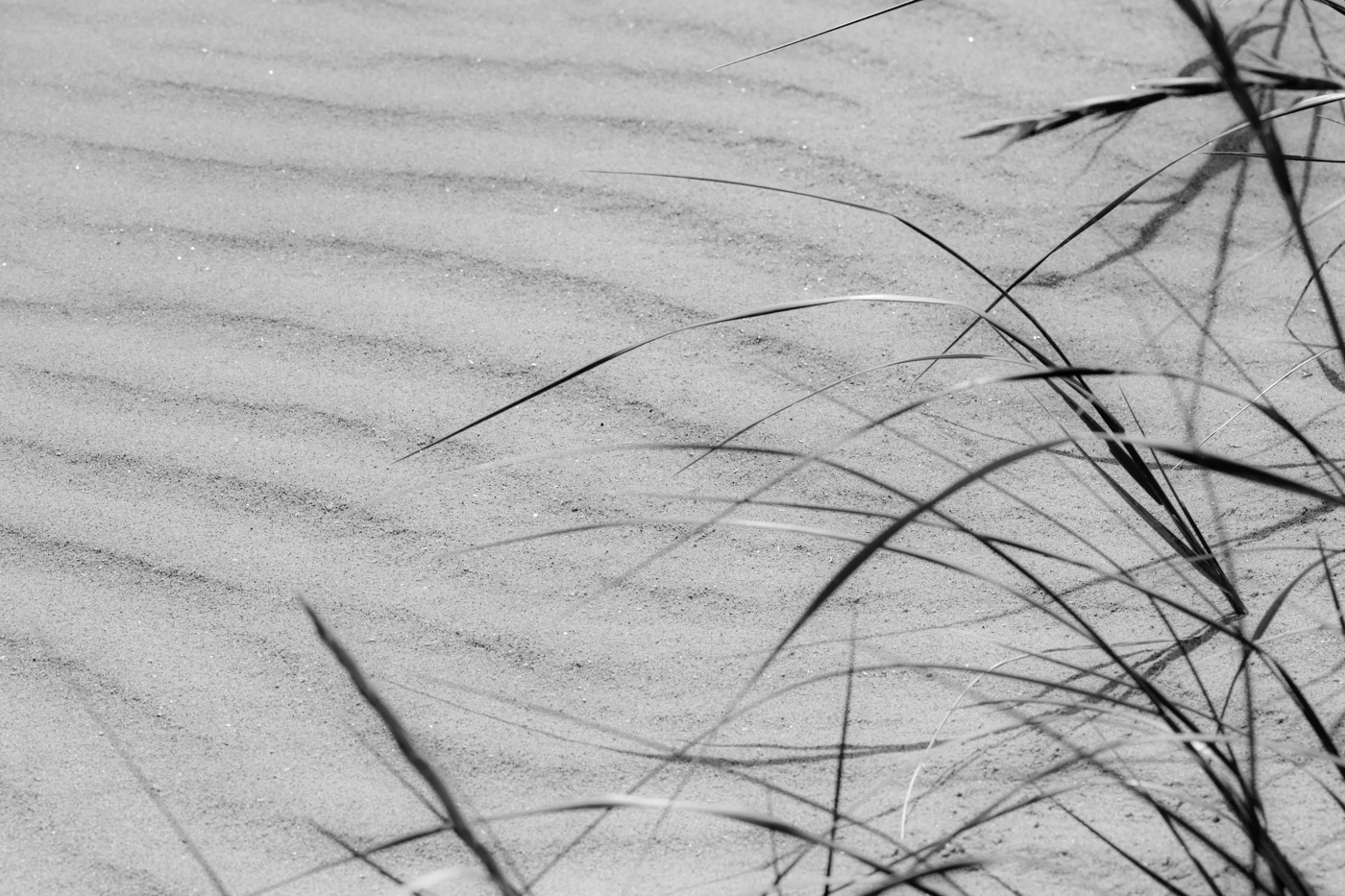 ritme-van-de-wind-op-het-zand-en-spriethalmen