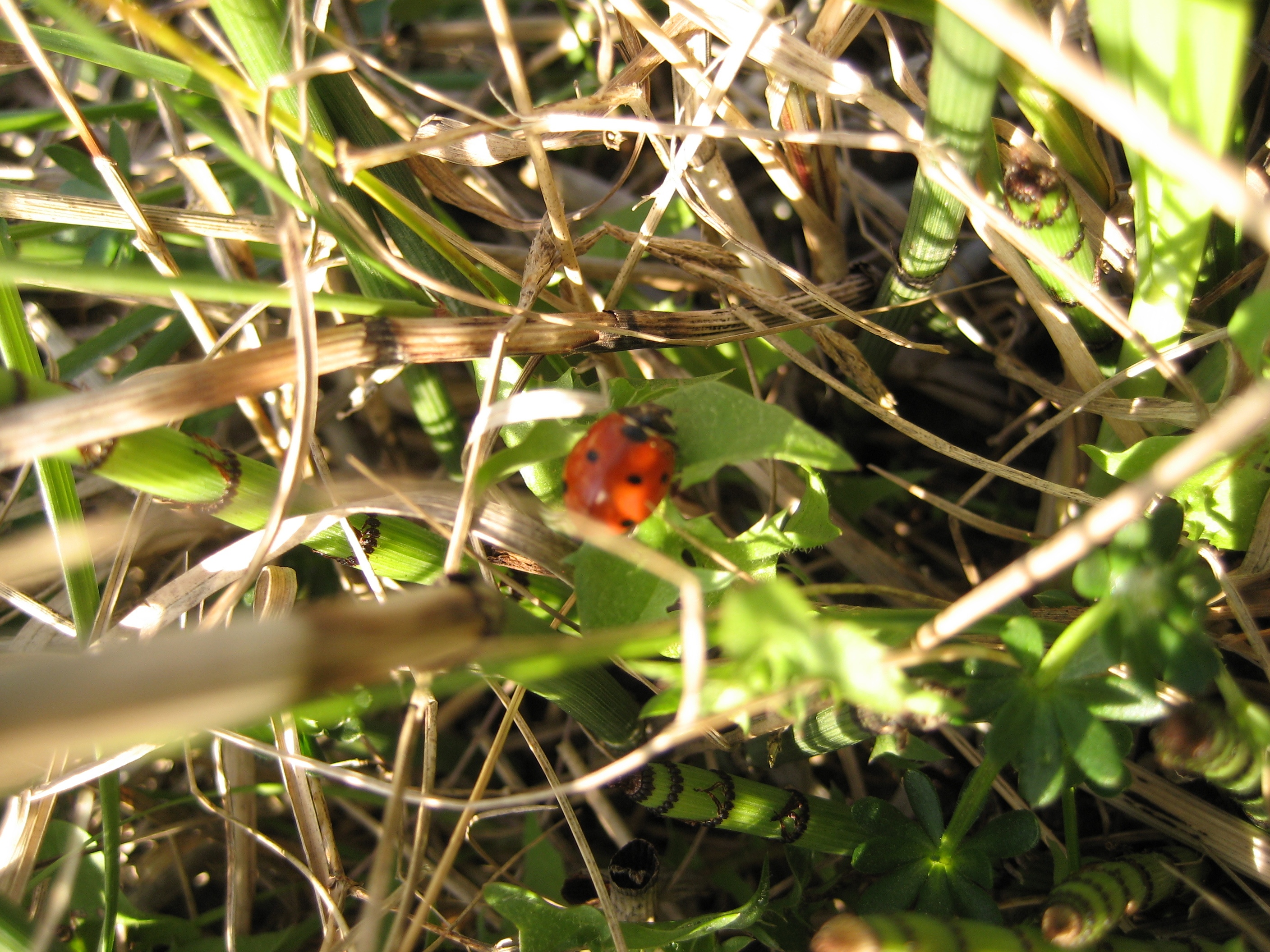 lady-bug-2