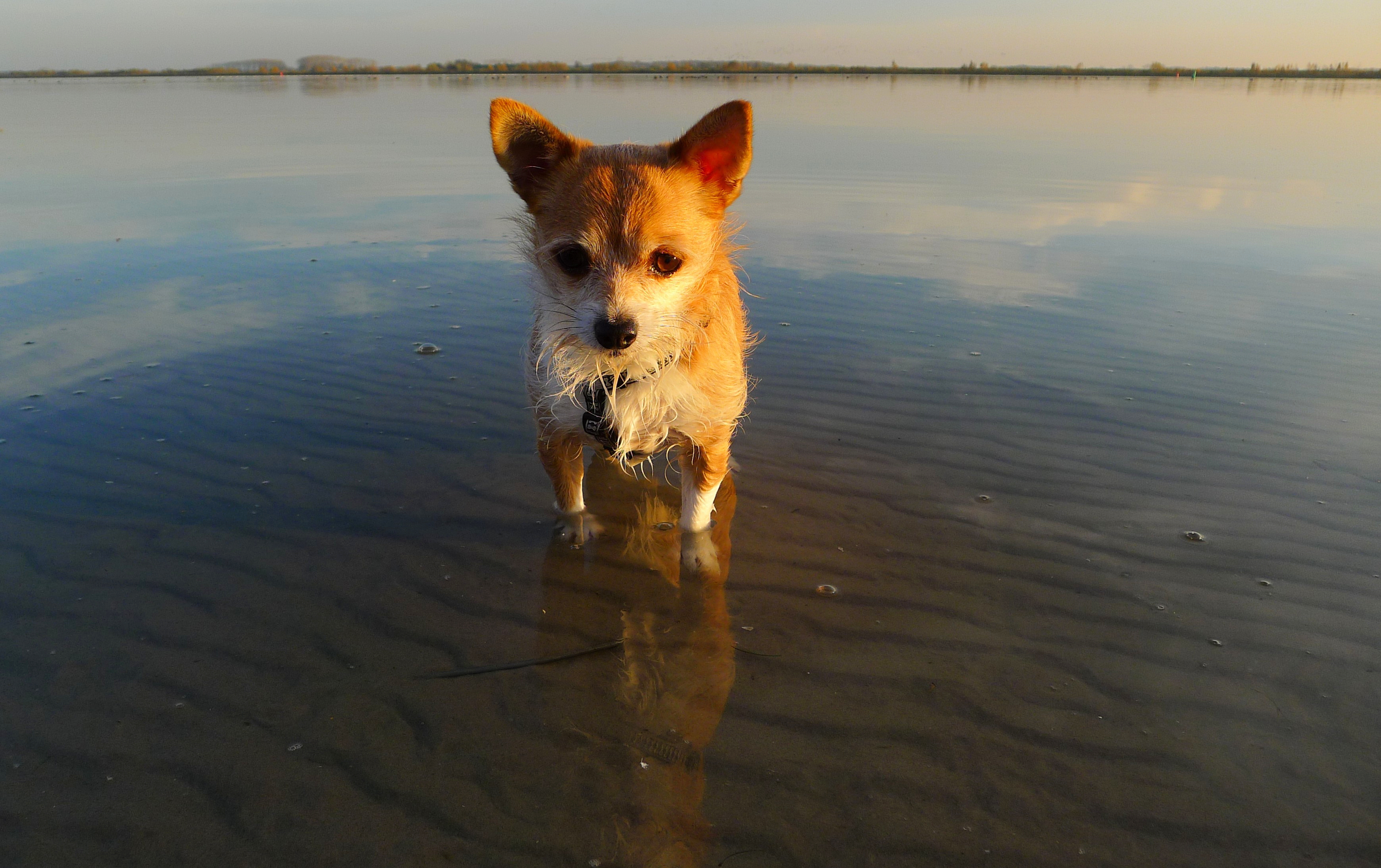 klein-hondje-in-de-wijde-wereld