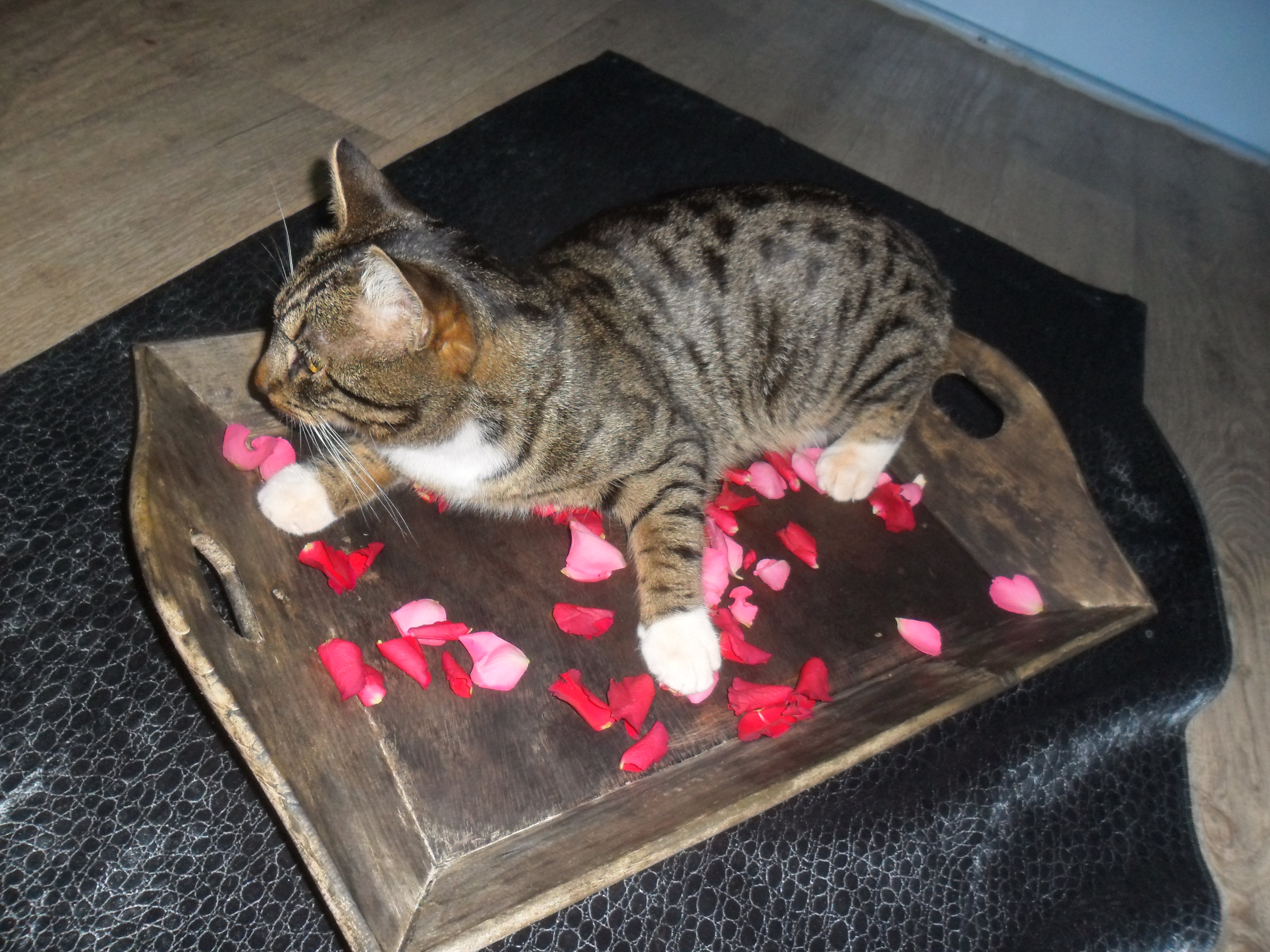 een-poesycat-op-een-dienblad