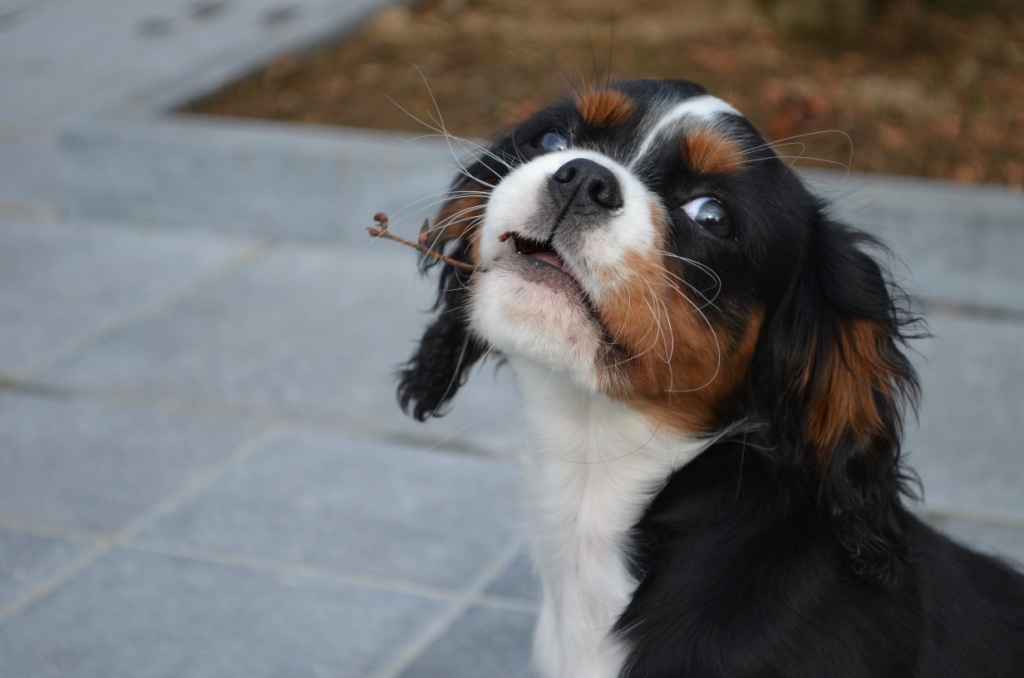 mijn-kleine-schat-pippa
