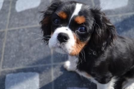 cavalier-pippa