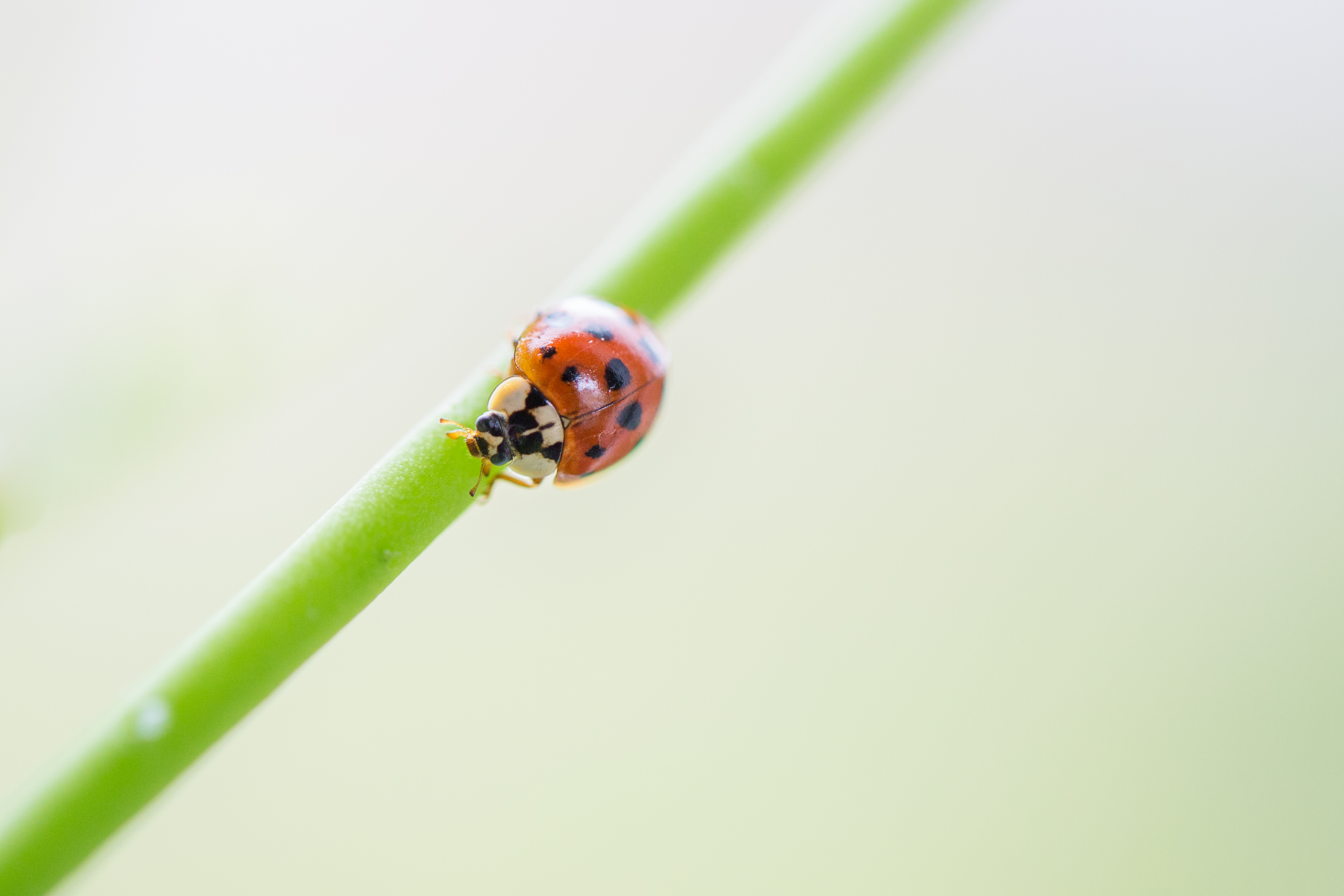 lady-bug
