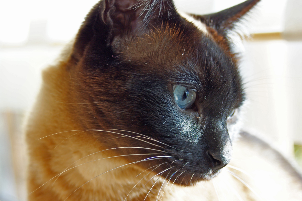 jinx-in-het-ochtendzonnetje-0