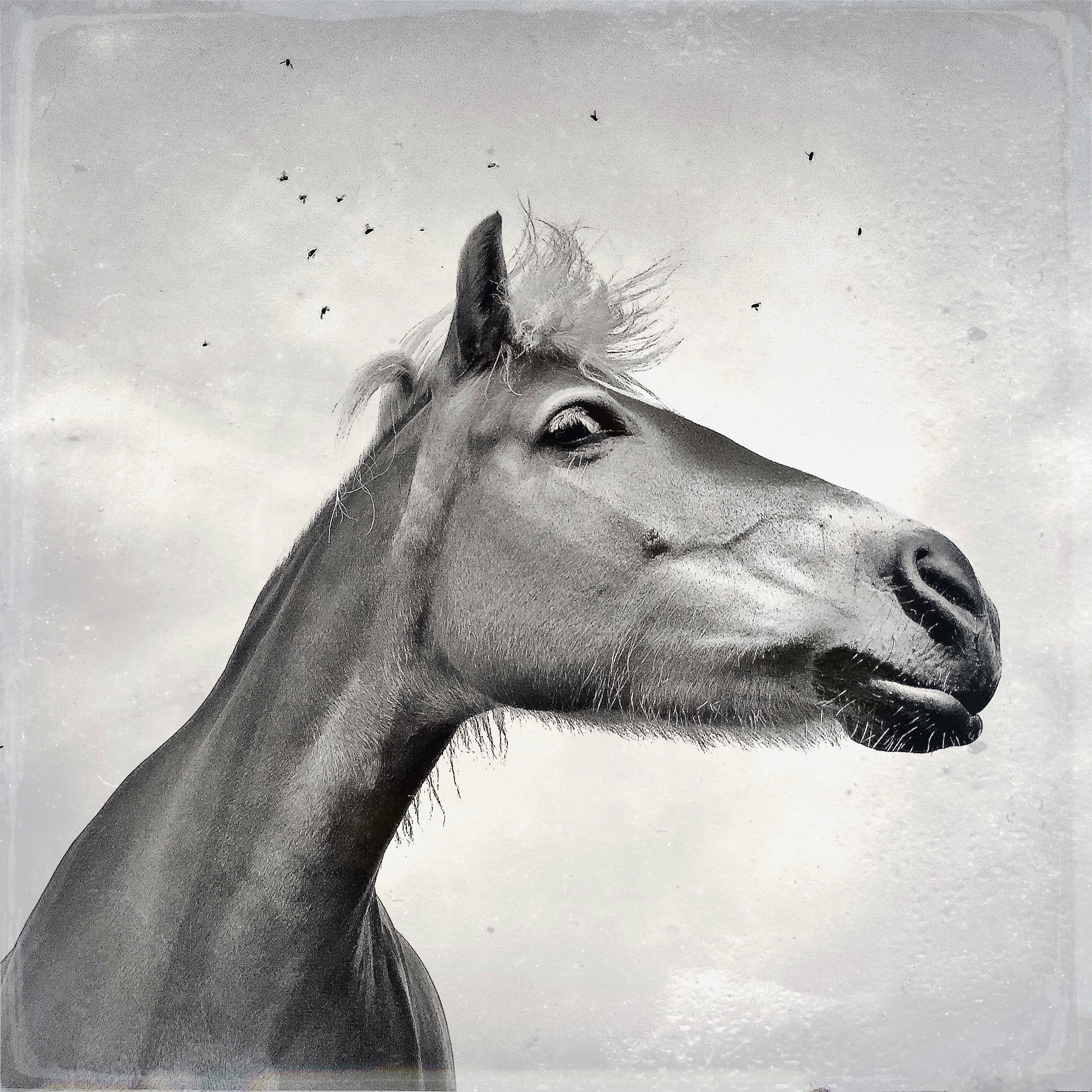 ik-heb-last-van-vliegen