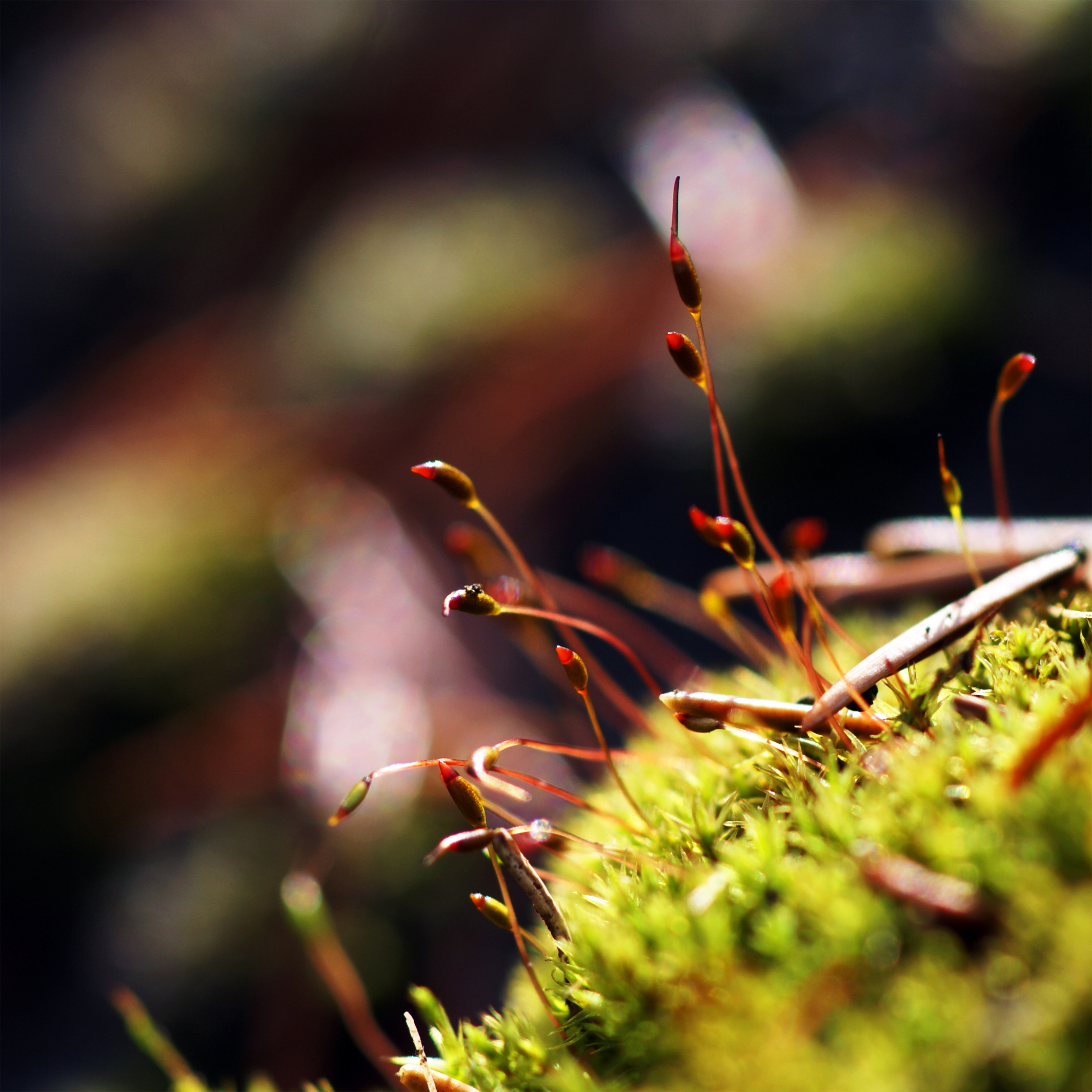 reaching-for-the-light