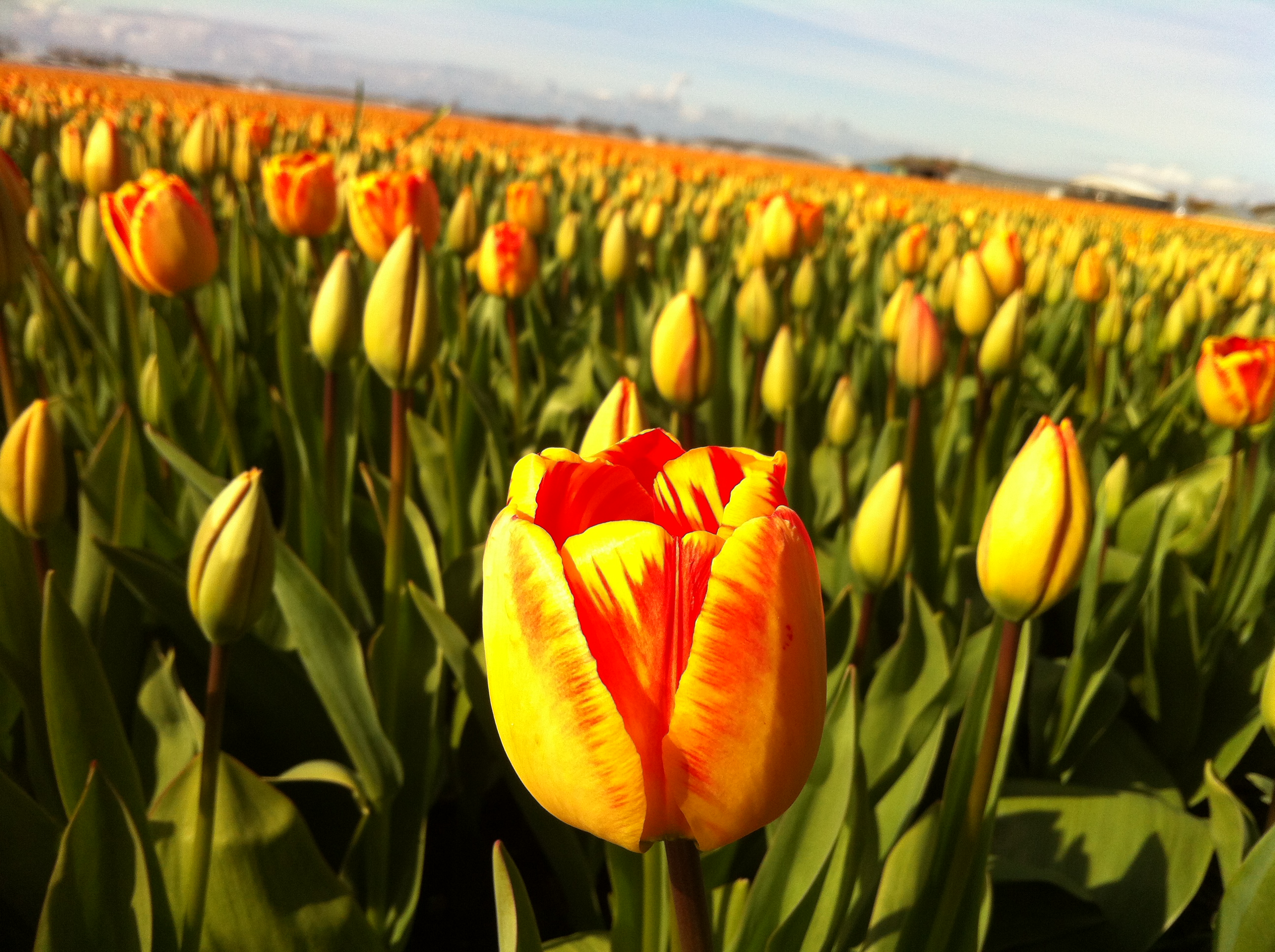 tulips-lisse