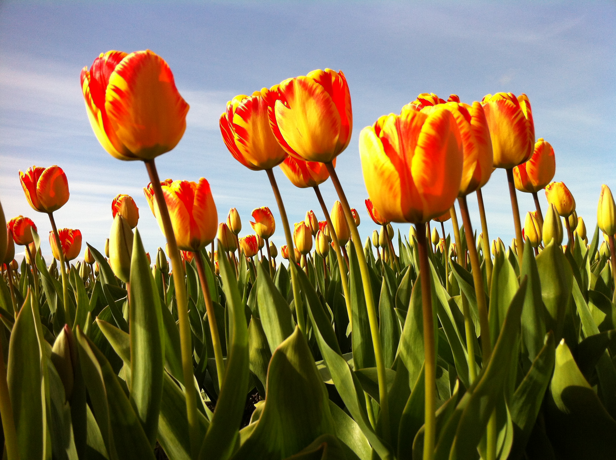 tulips-1