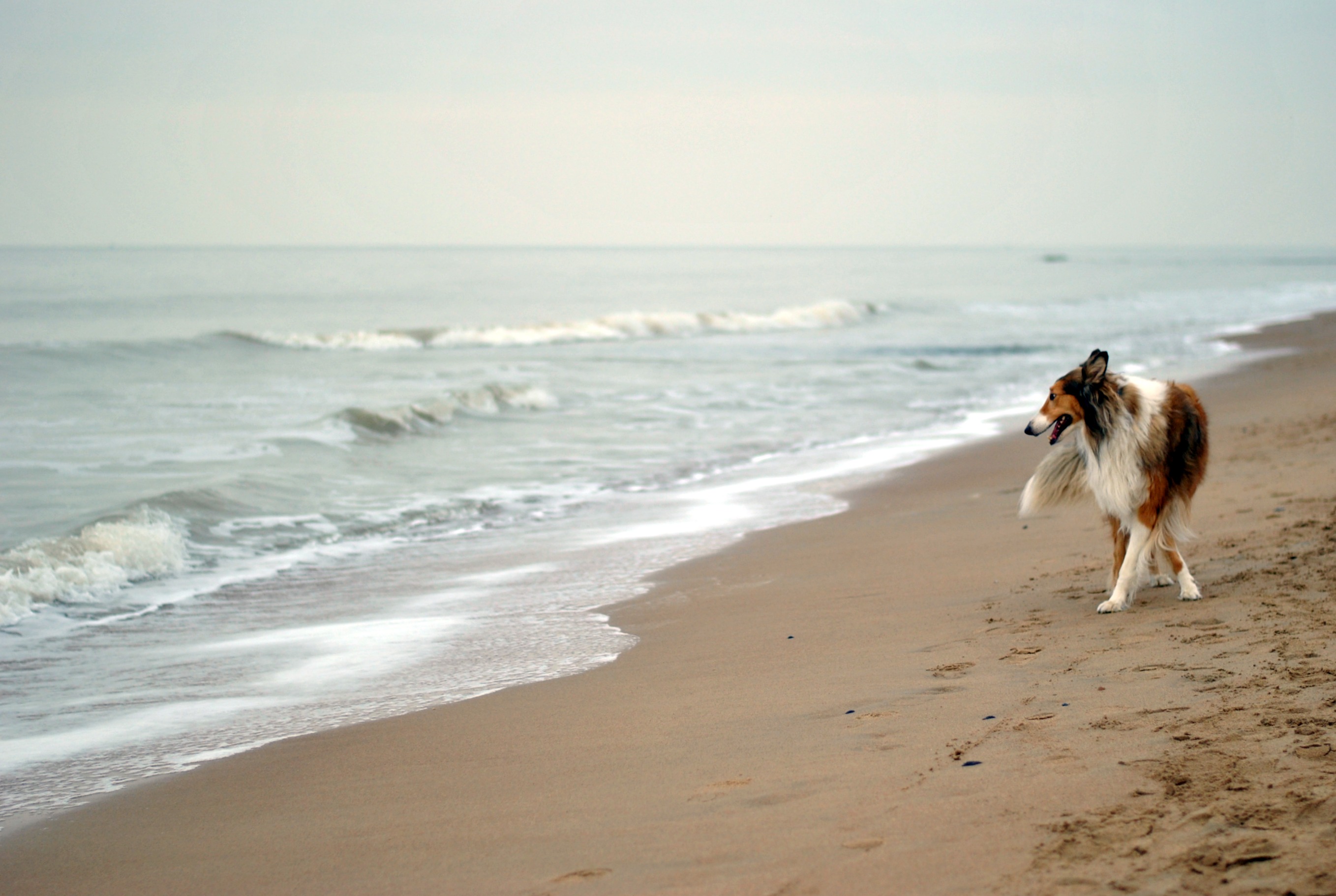 lassie-on-the-beach