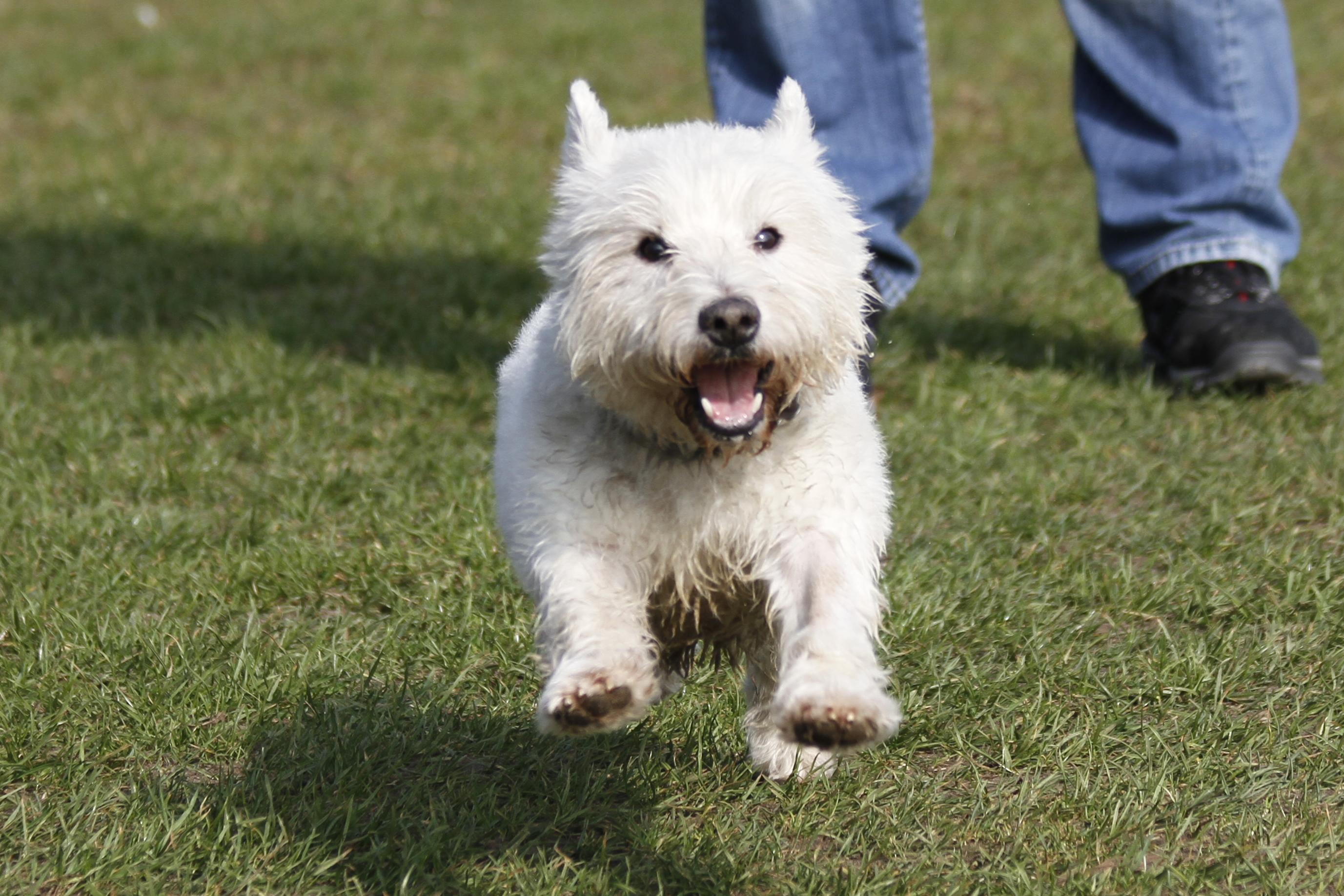 onze-hond-door-het-dolle-heen