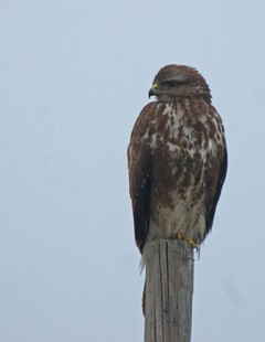 mijn-vriend-de-buizerd-2