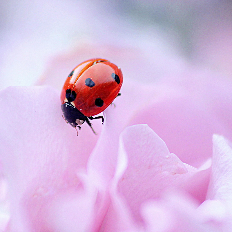 ladybug-2