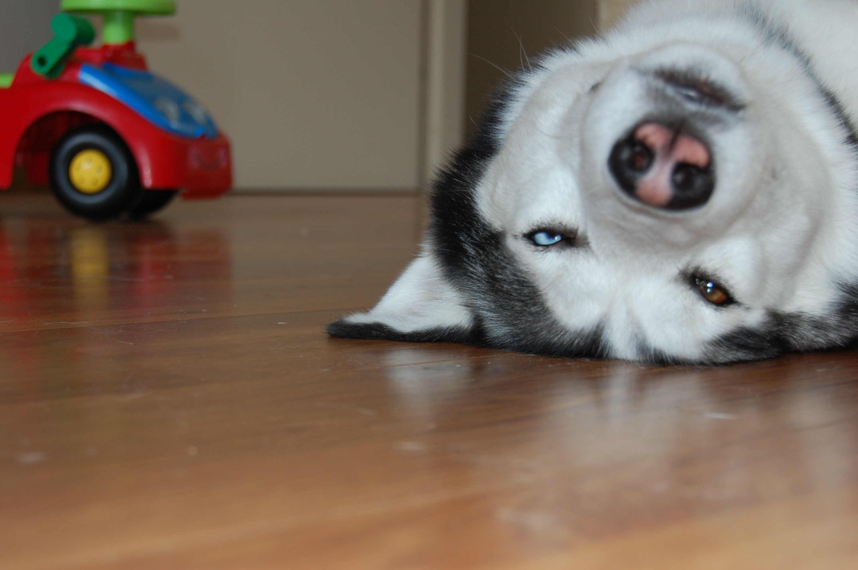 ca%C3%AFro-na-een-wandeling