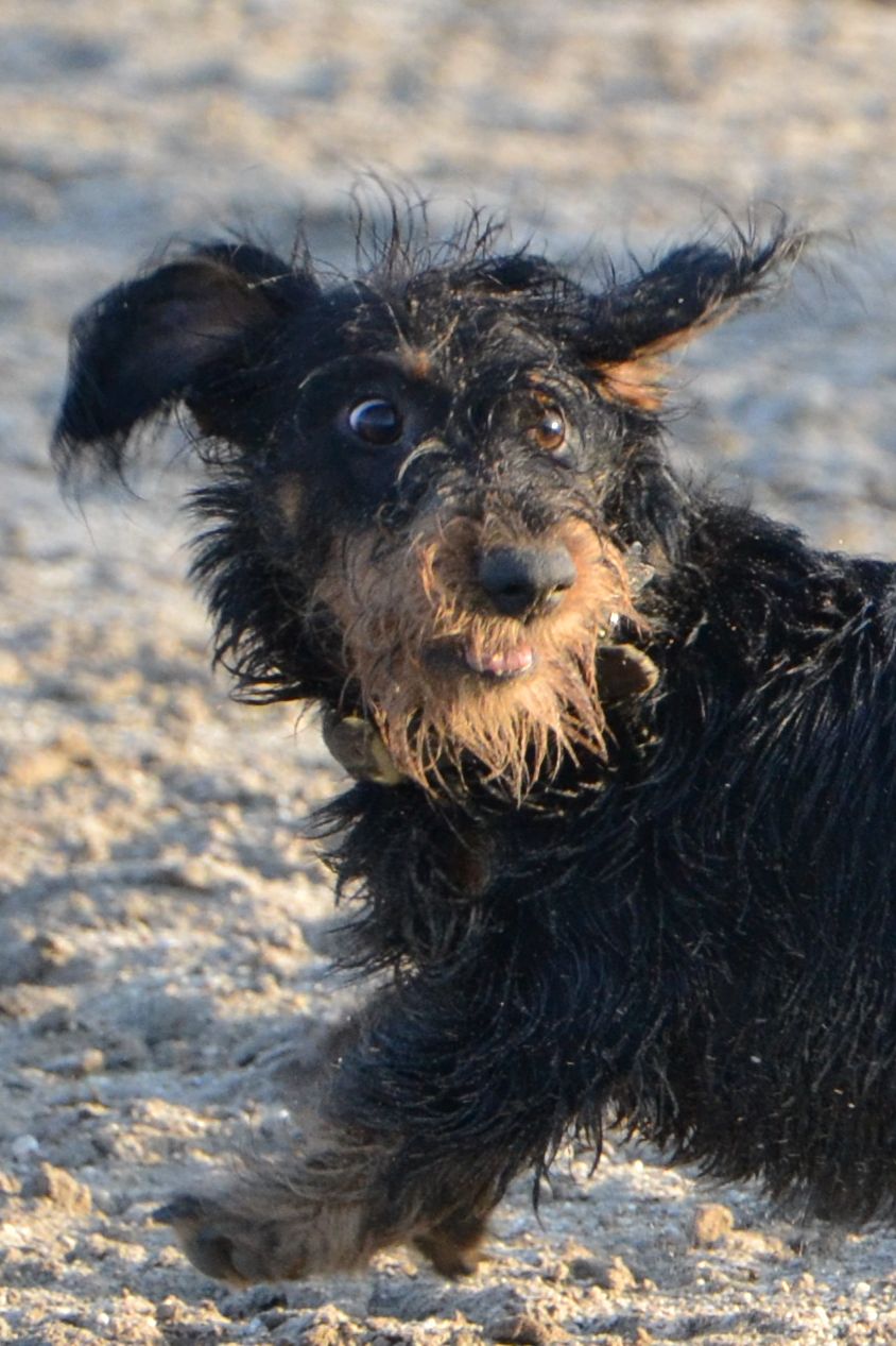 pepijn-door-het-dolle