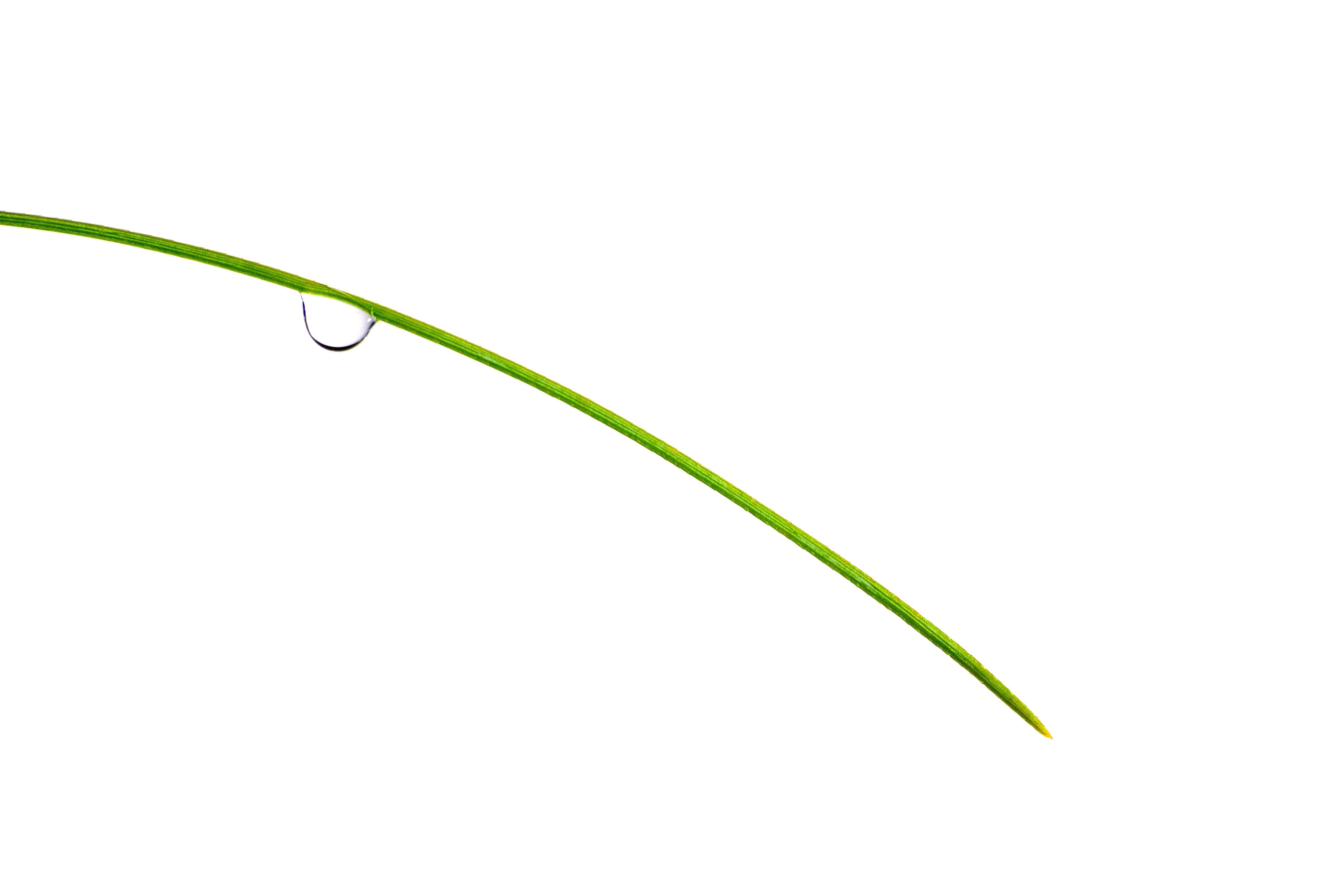 spring-in-the-simple-way