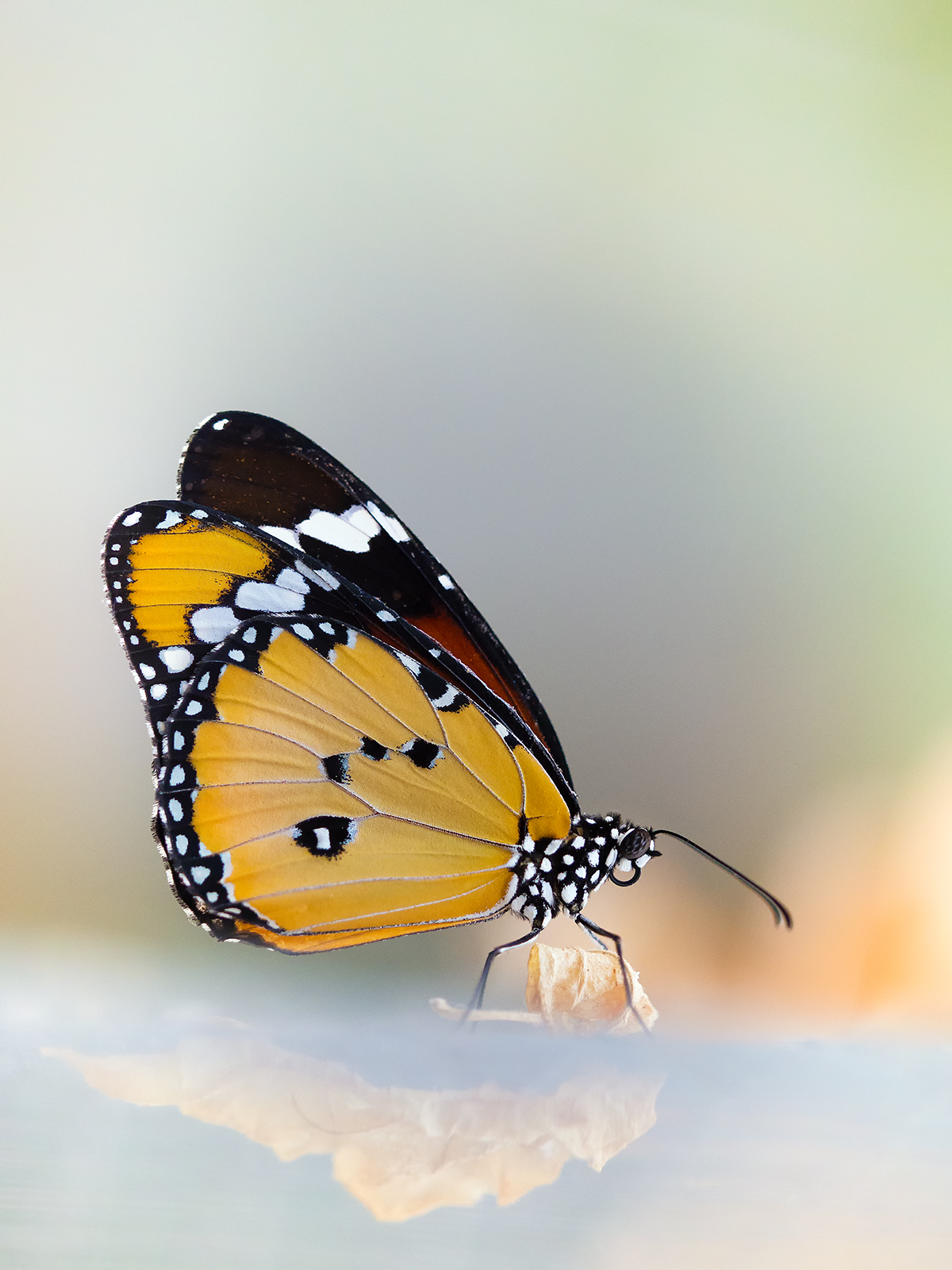 on-top-of-the-iceberg