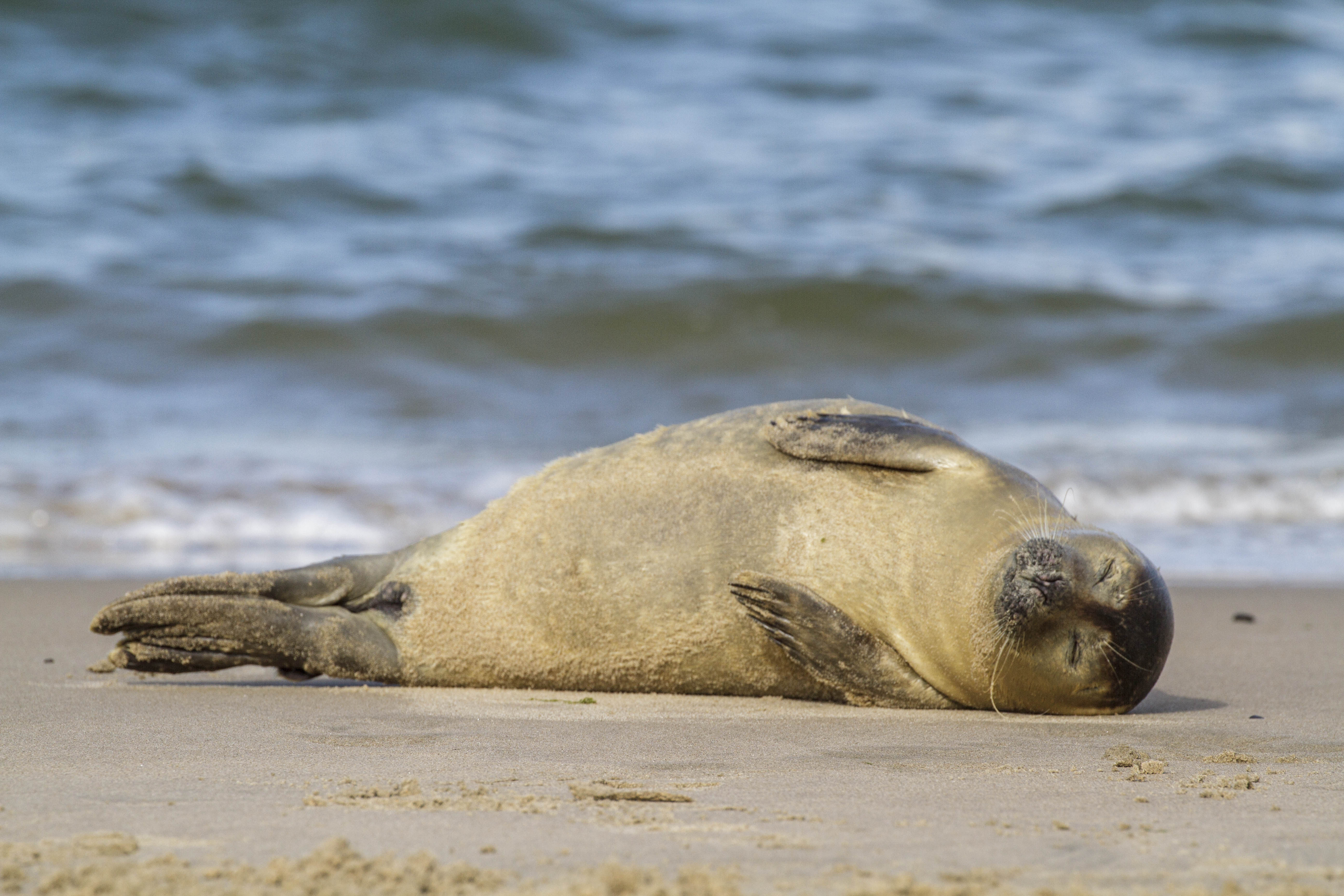zeehond-scheveningen