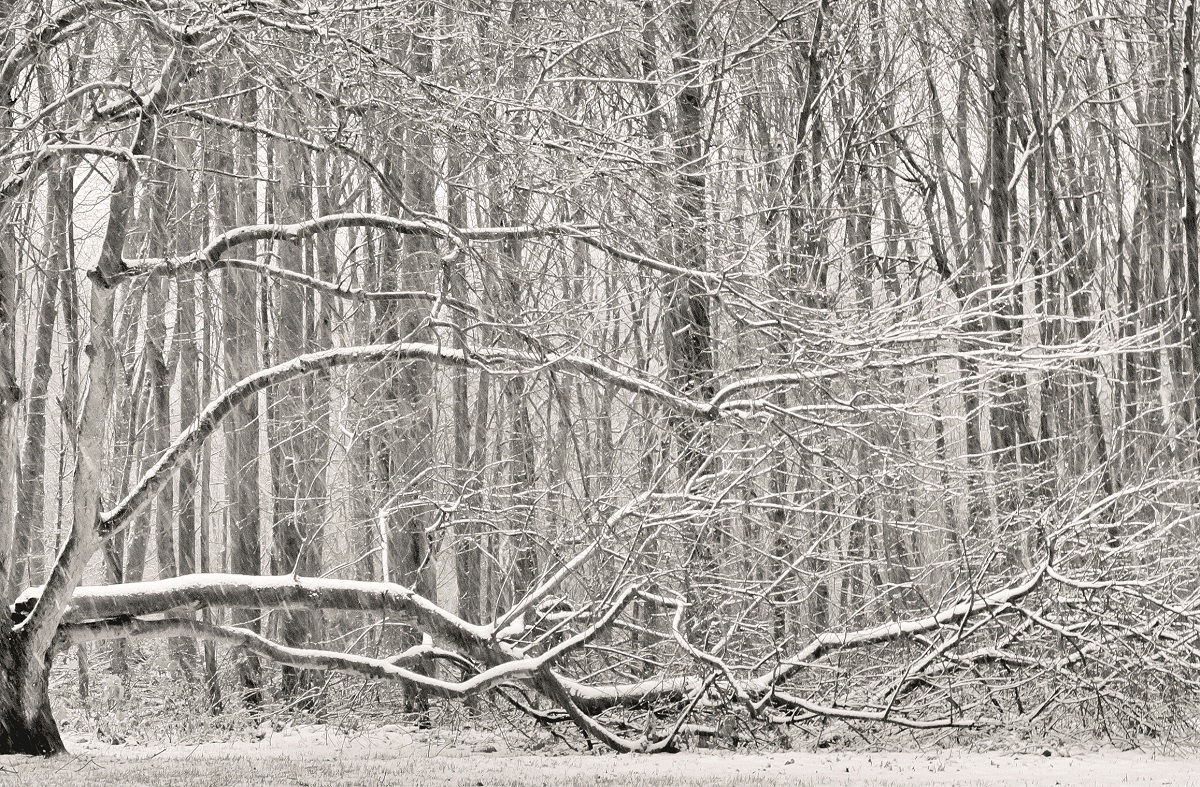 leren-met-wilmar-de-foto-van-liane-deprost