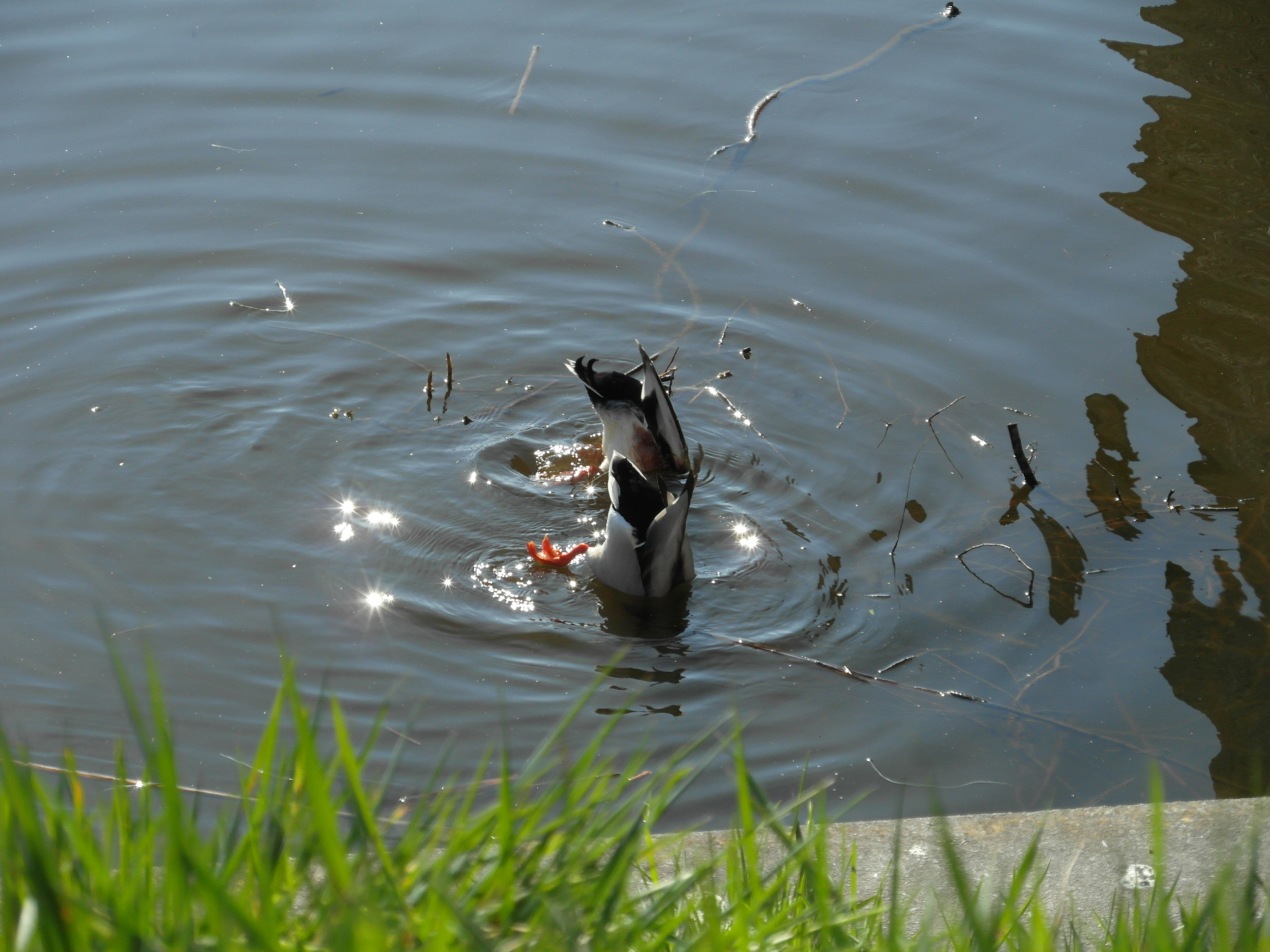 een-eerste-lentedate-onderwater